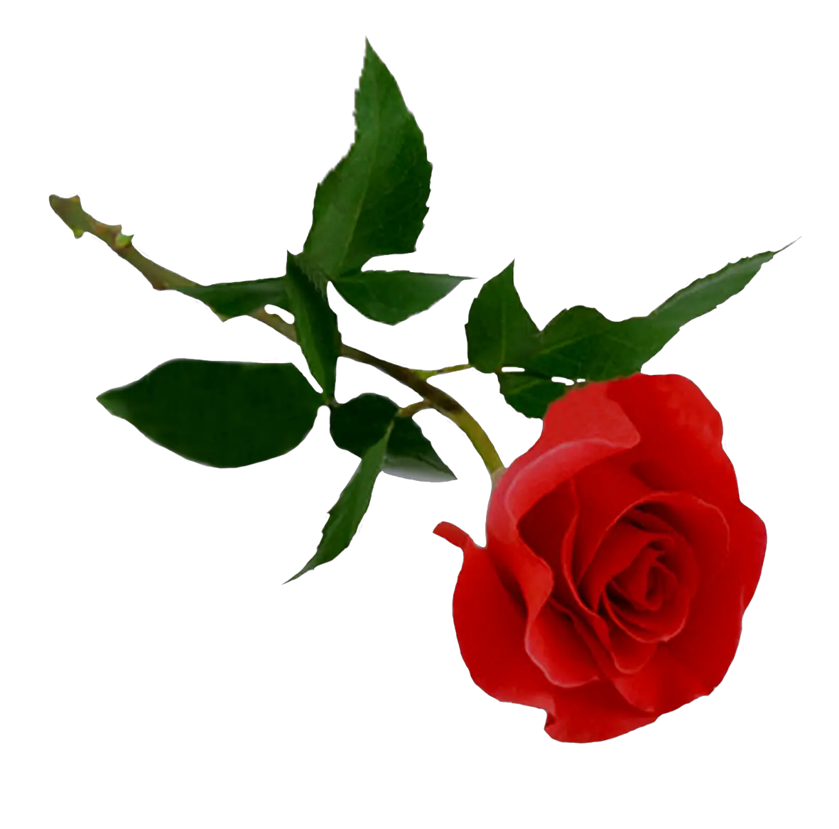 Rose png image free picture download
