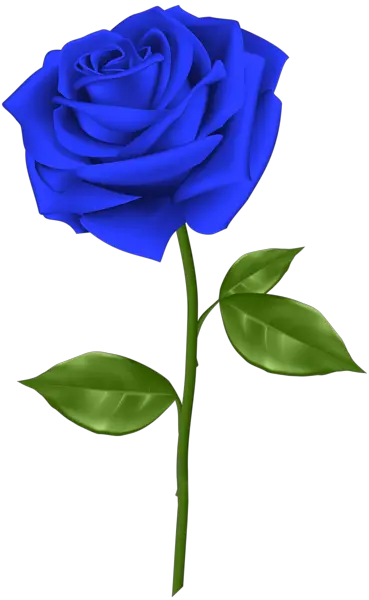 Rose PNG