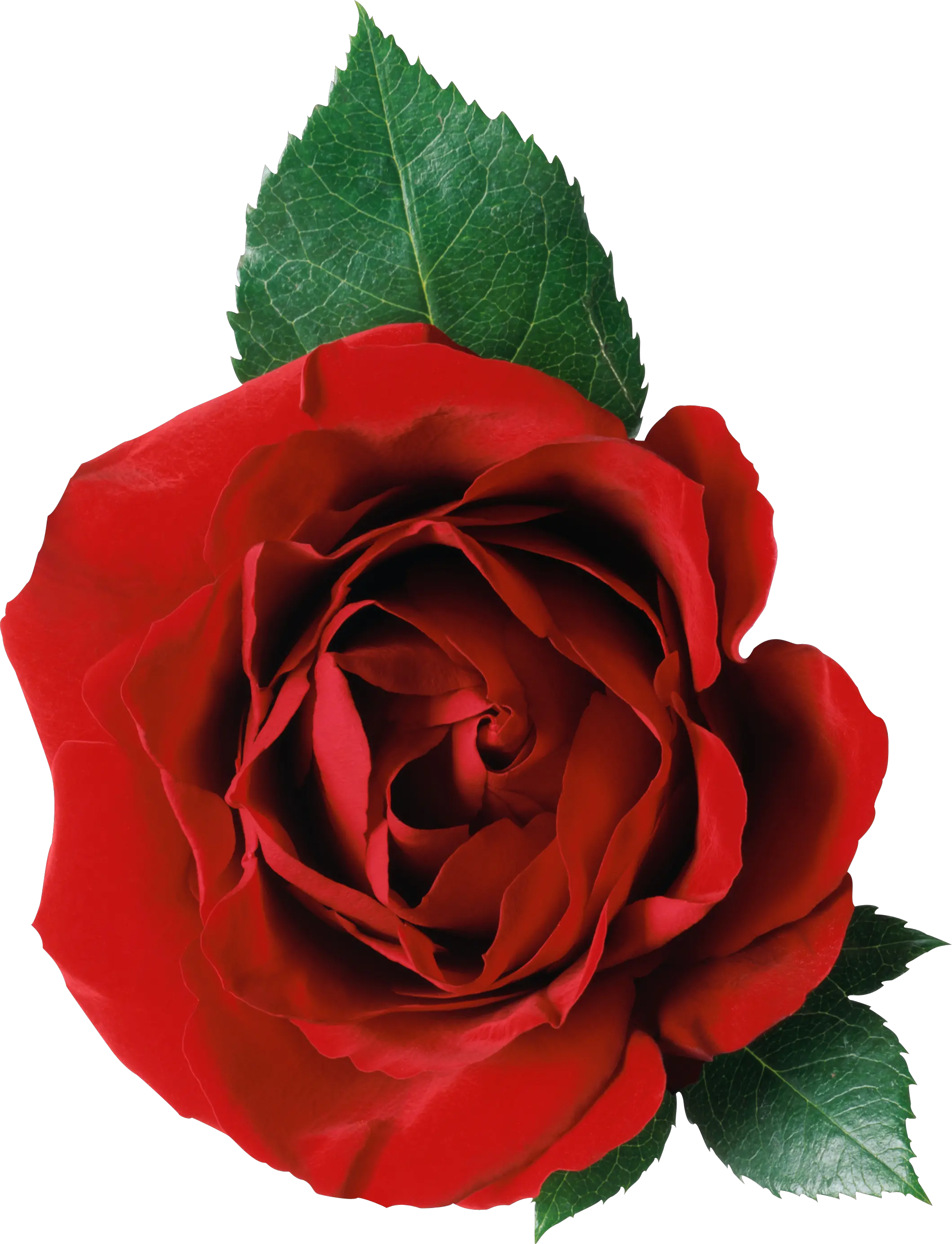 Rose png image free picture download