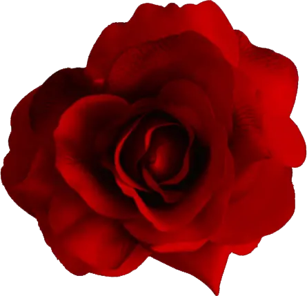 Red rose png image free picture download