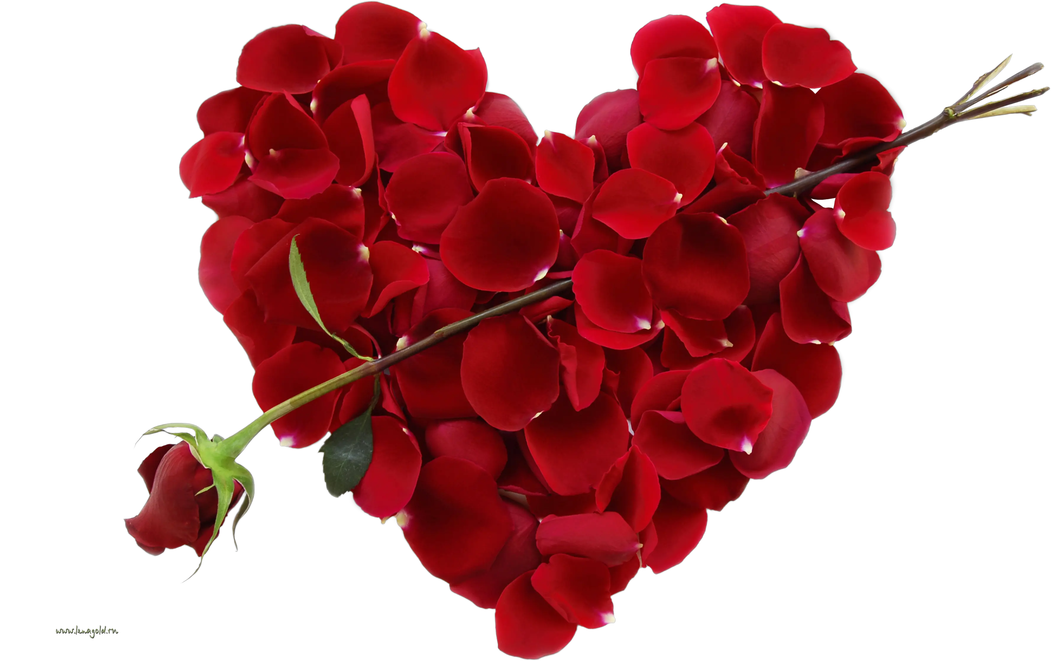 Rose png image free picture download