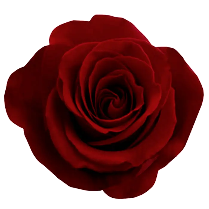 Red rose png image free picture download