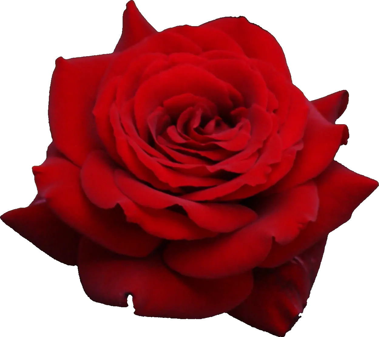 Red rose png image free picture download