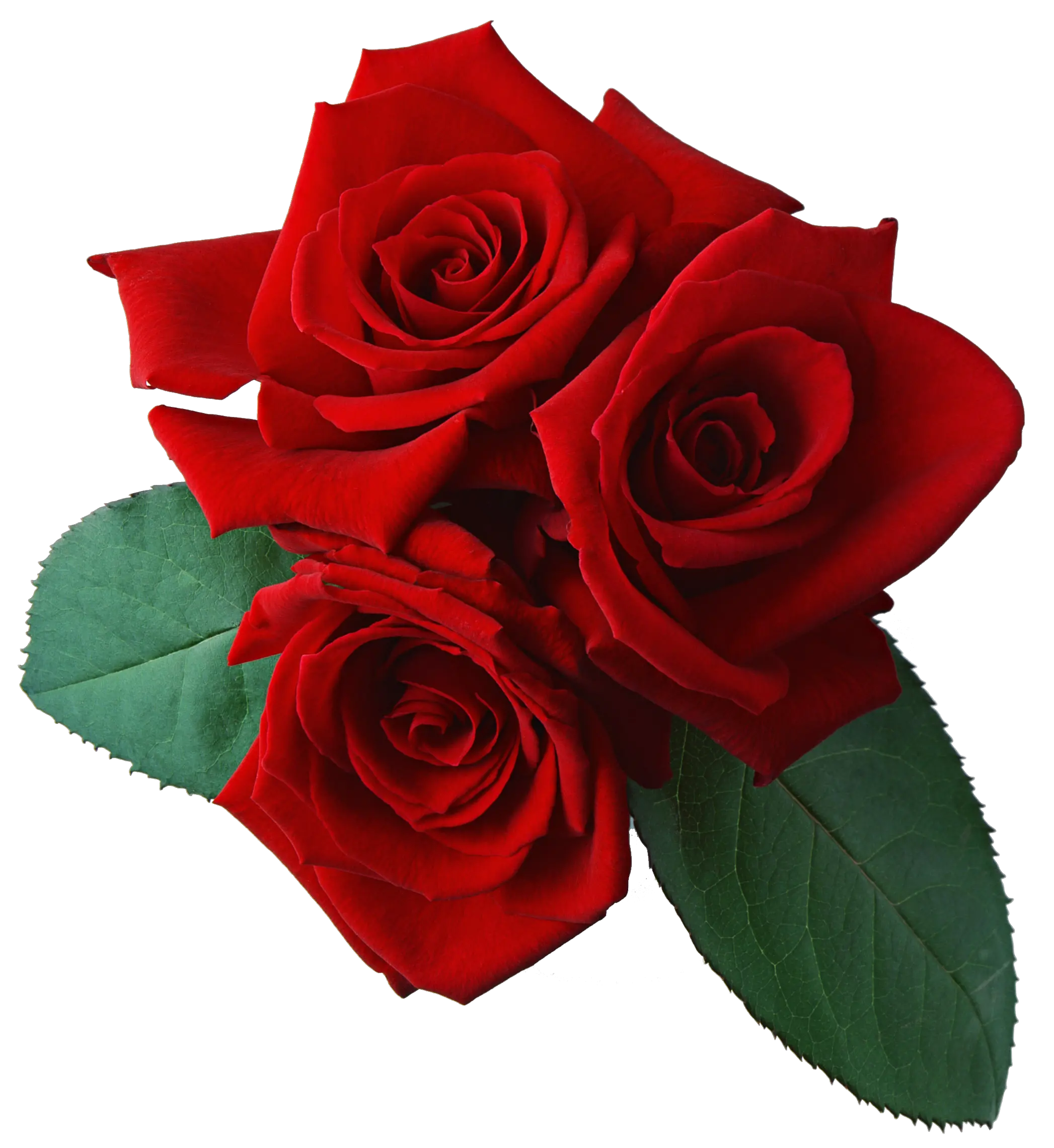 Rose png image free picture download
