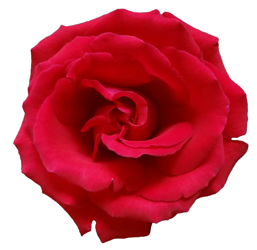 Rose png image free picture download