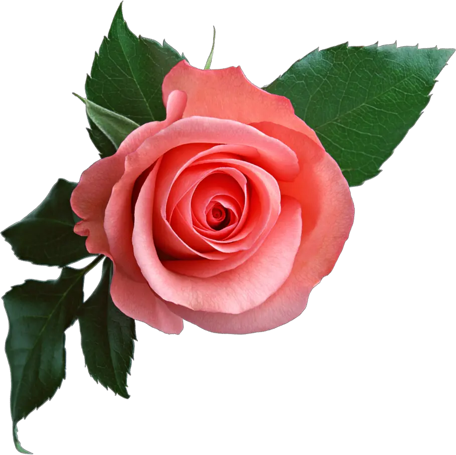 Pink rose png image free picture download