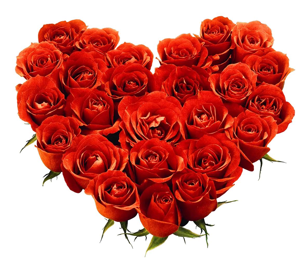 Bouquet of roses PNG image free picture download