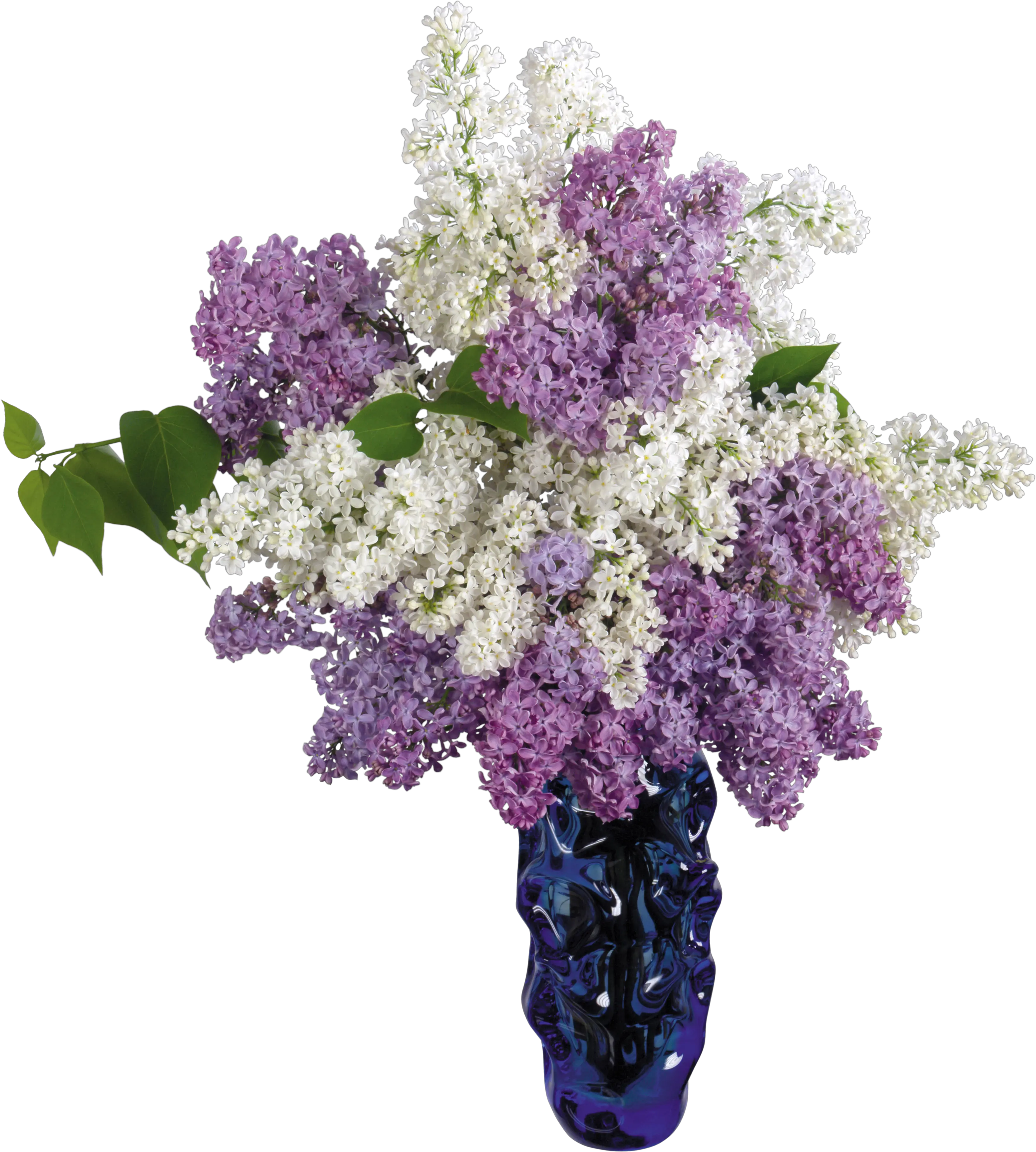 Lilac PNG