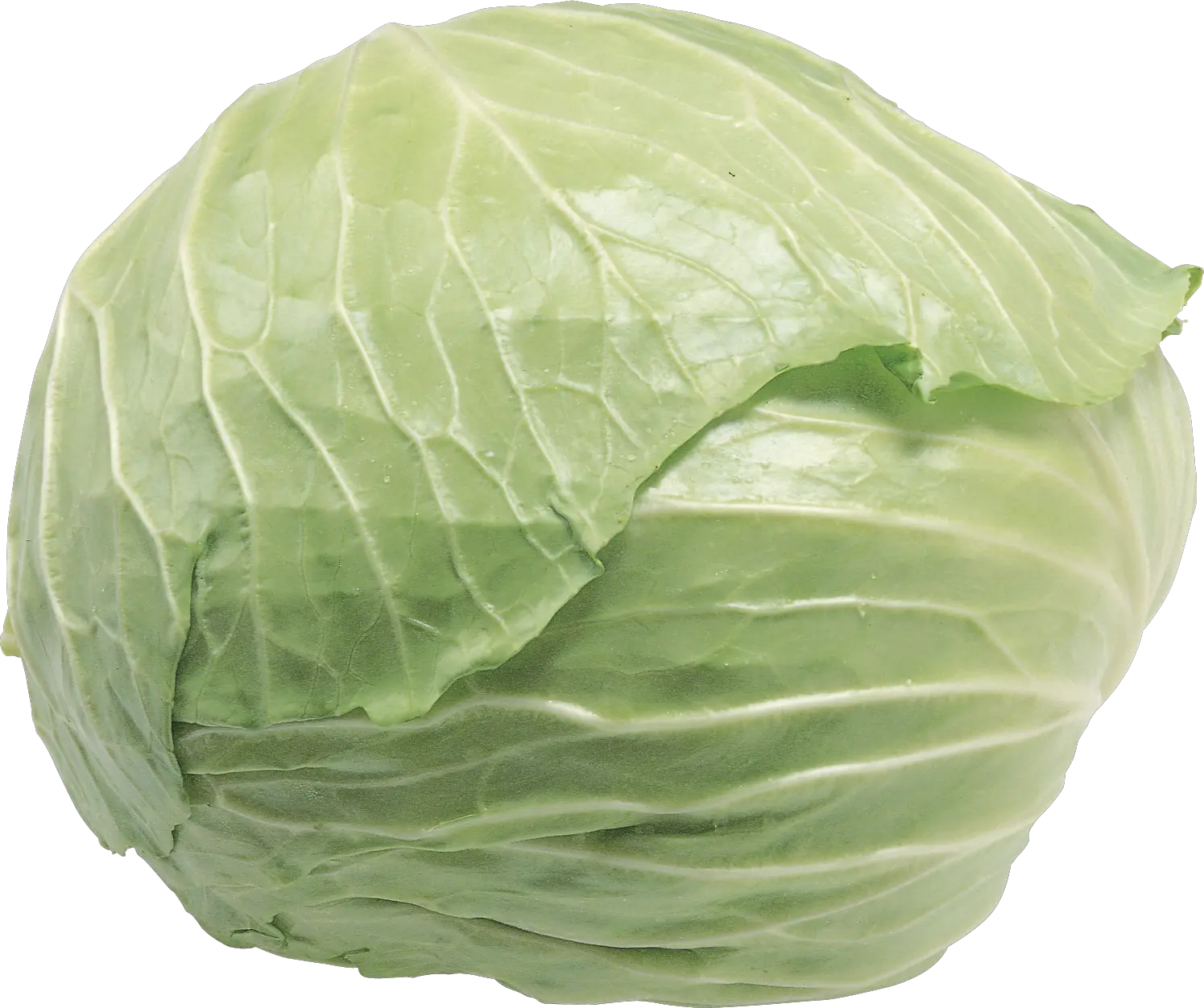 Cabbage PNG