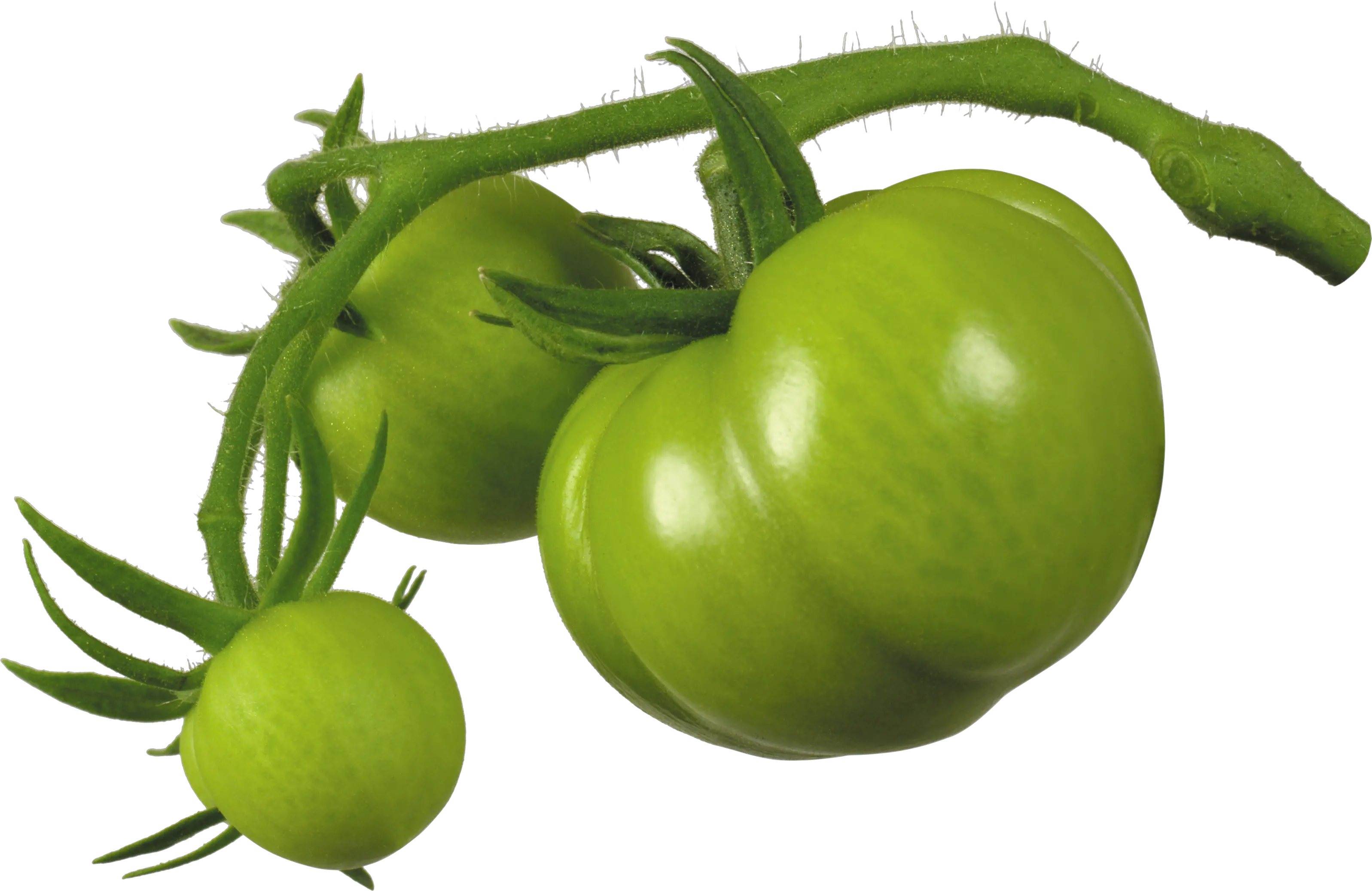 Green tomatoes on branch PNG