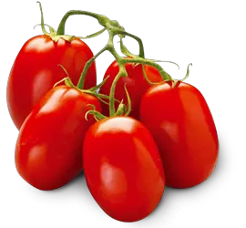 Many tomatoes on branch PNG