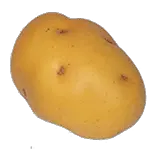 Potato png images pictures free download
