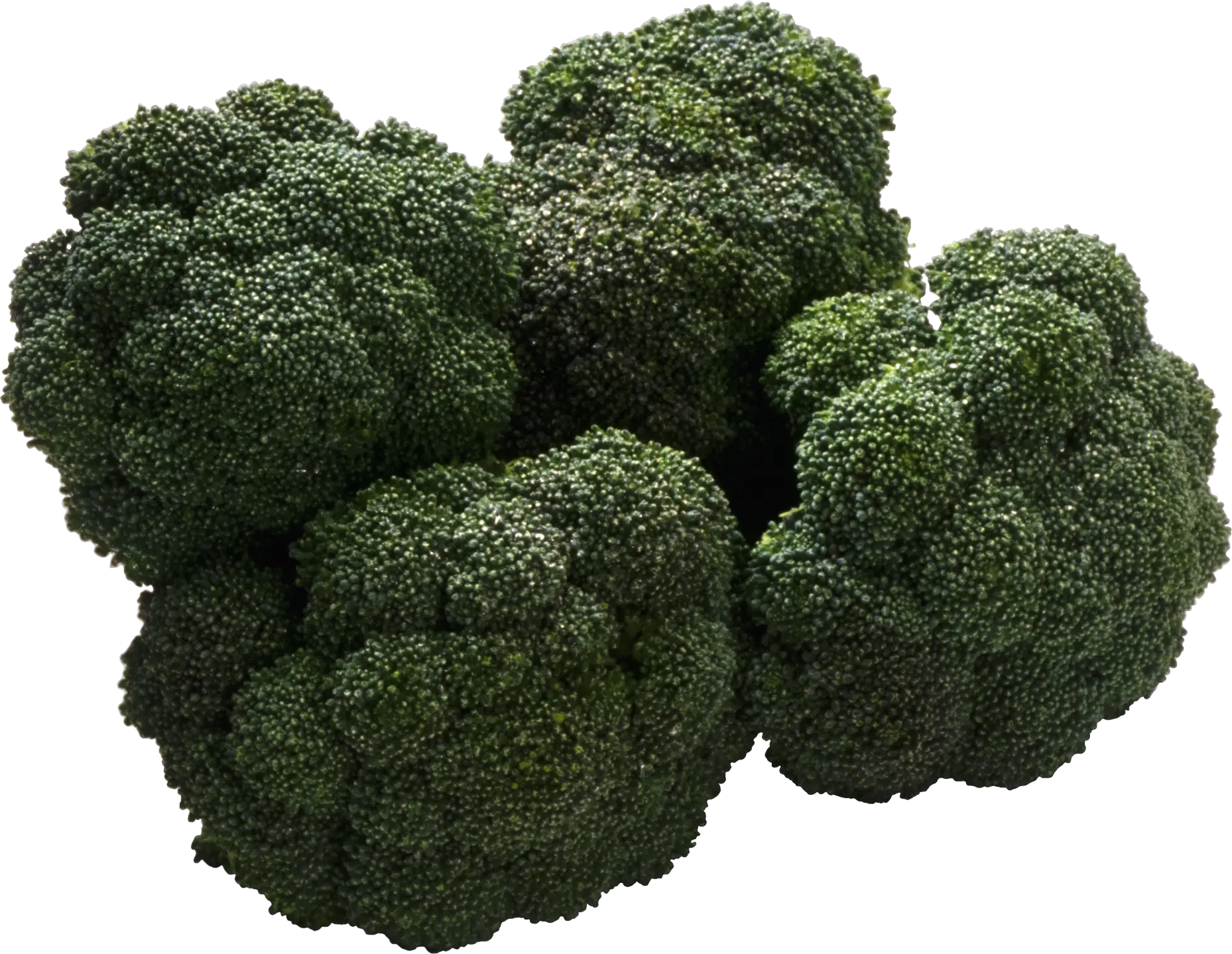 Broccoli PNG image