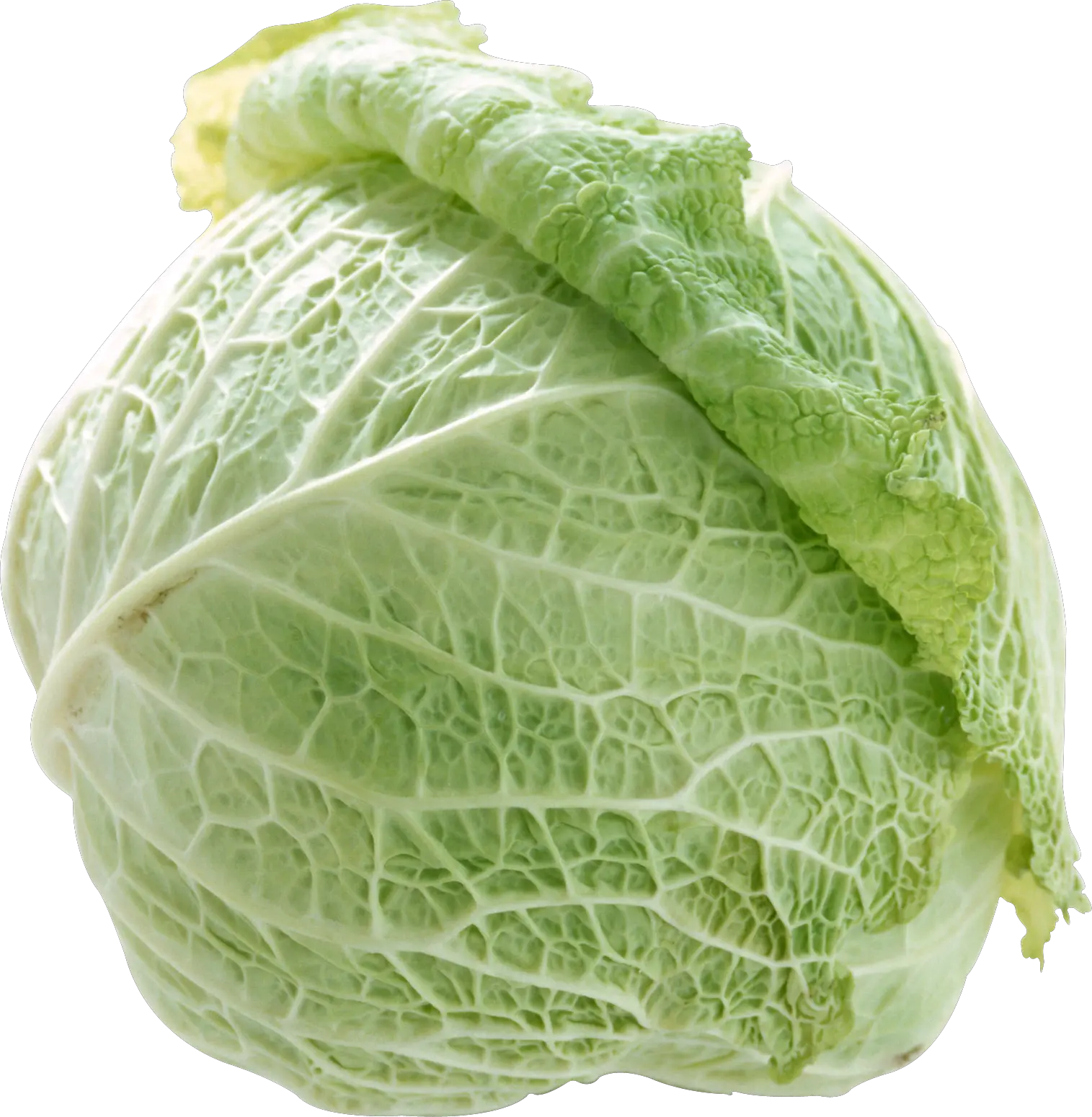 Cabbage PNG