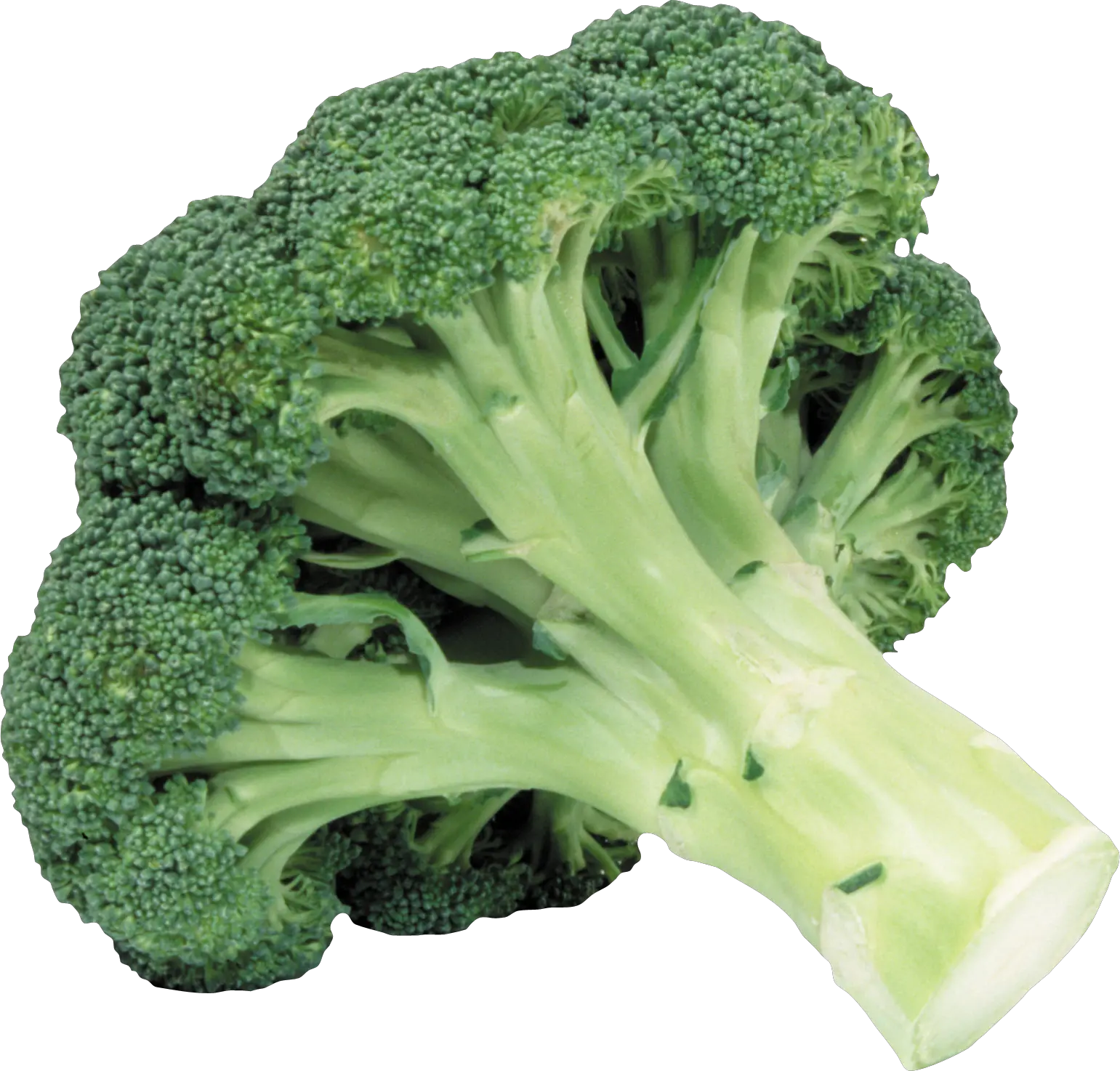 Broccoli PNG image