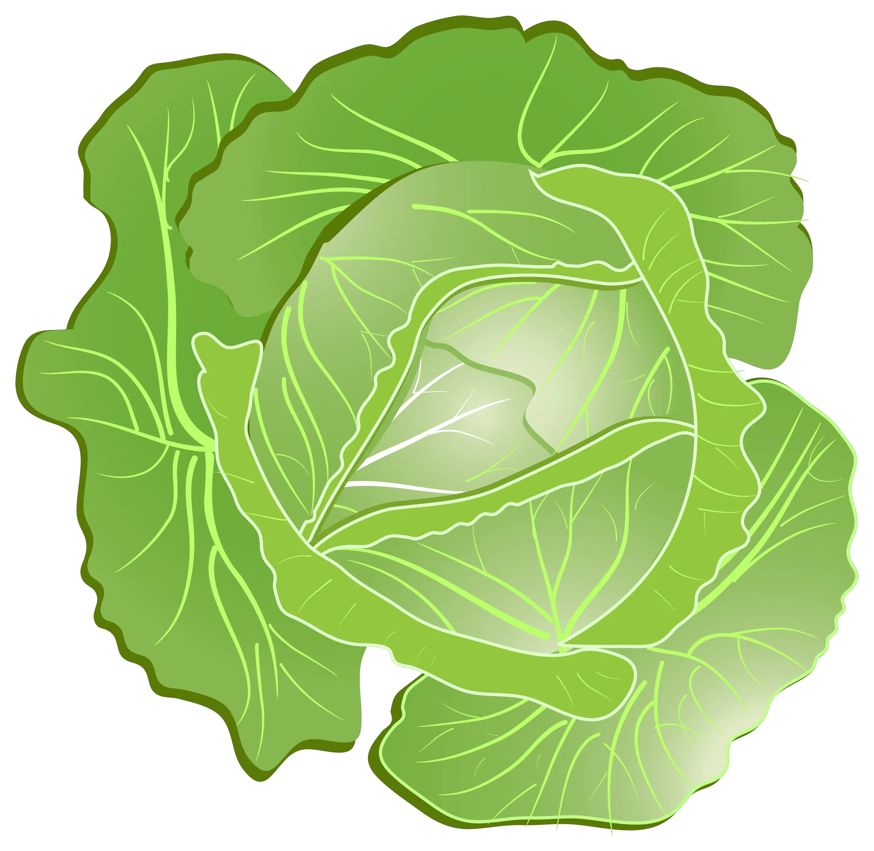 Cabbage PNG image