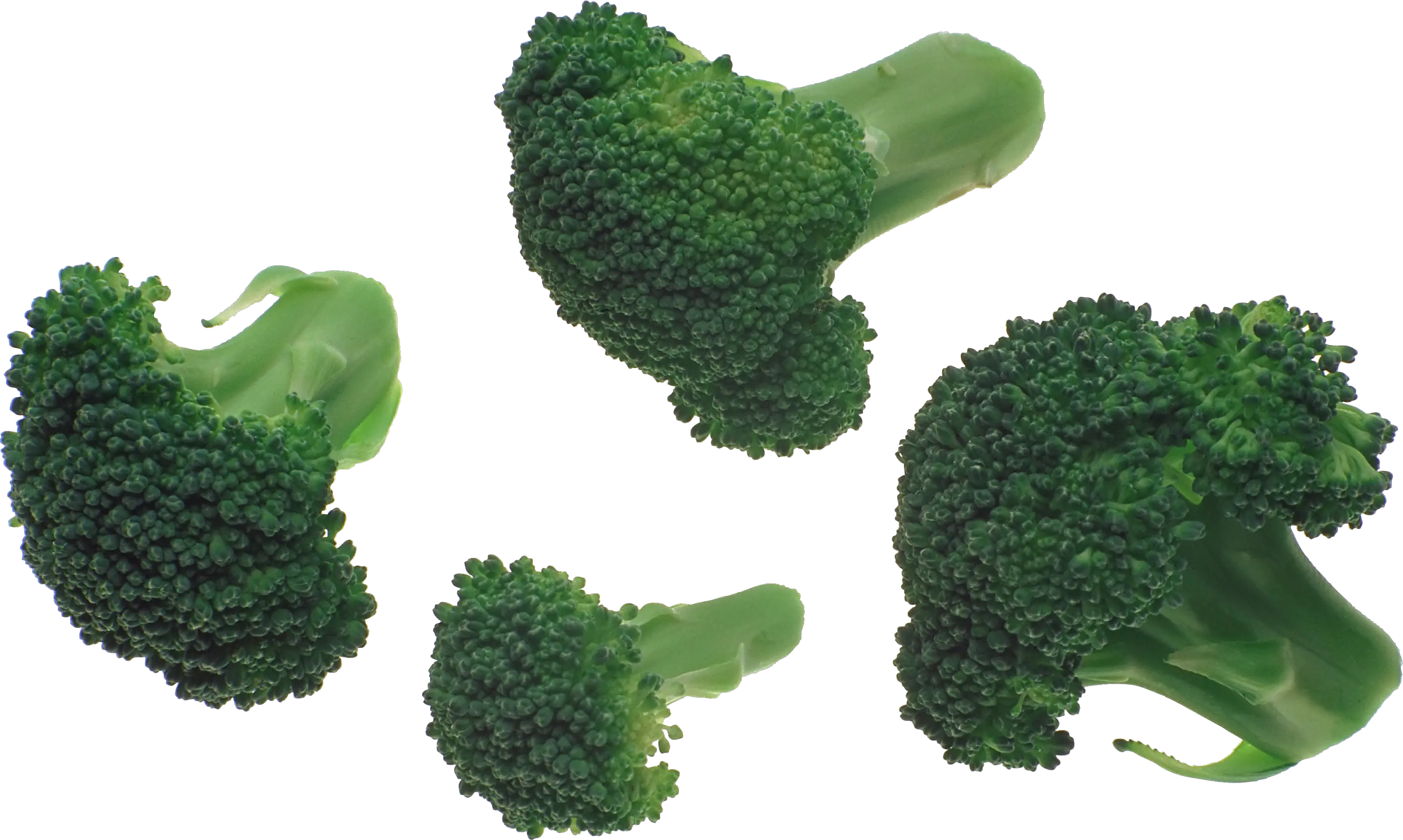 Broccoli PNG image