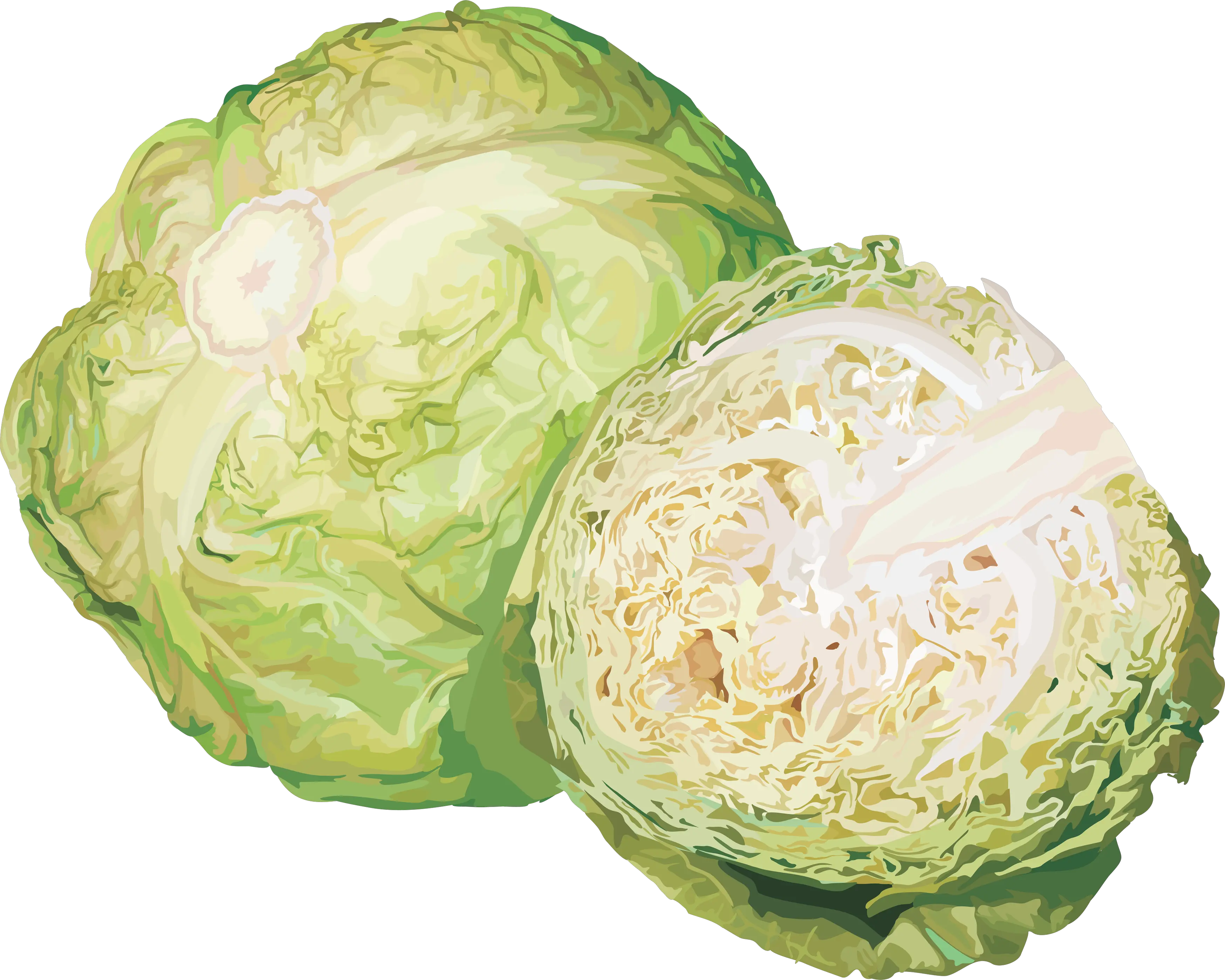Cabbage PNG image