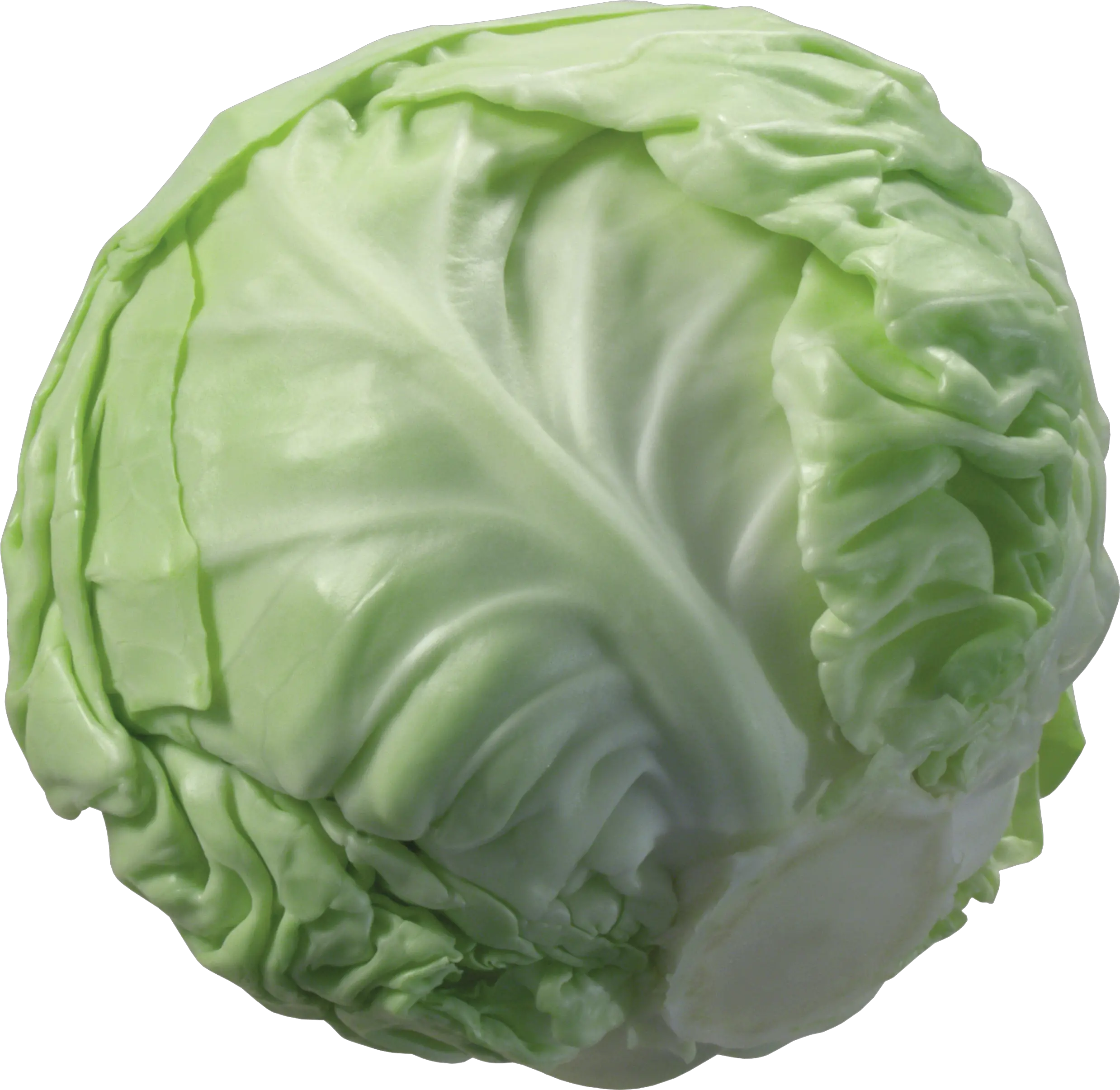 Cabbage PNG