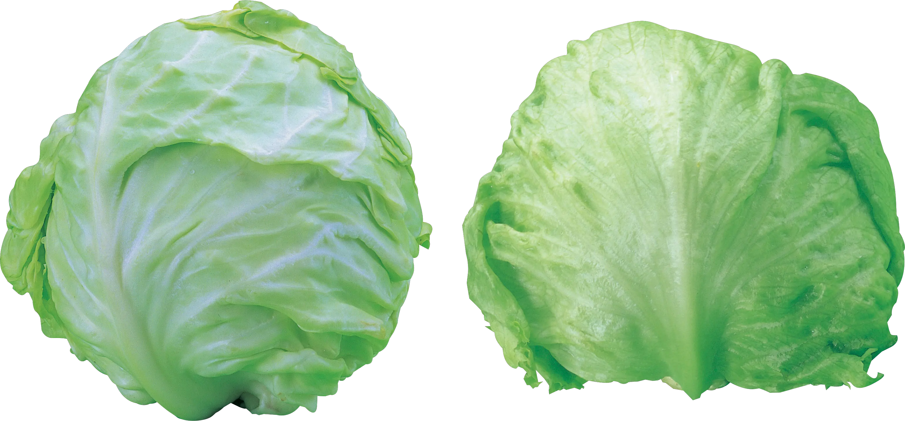 Cabbage PNG