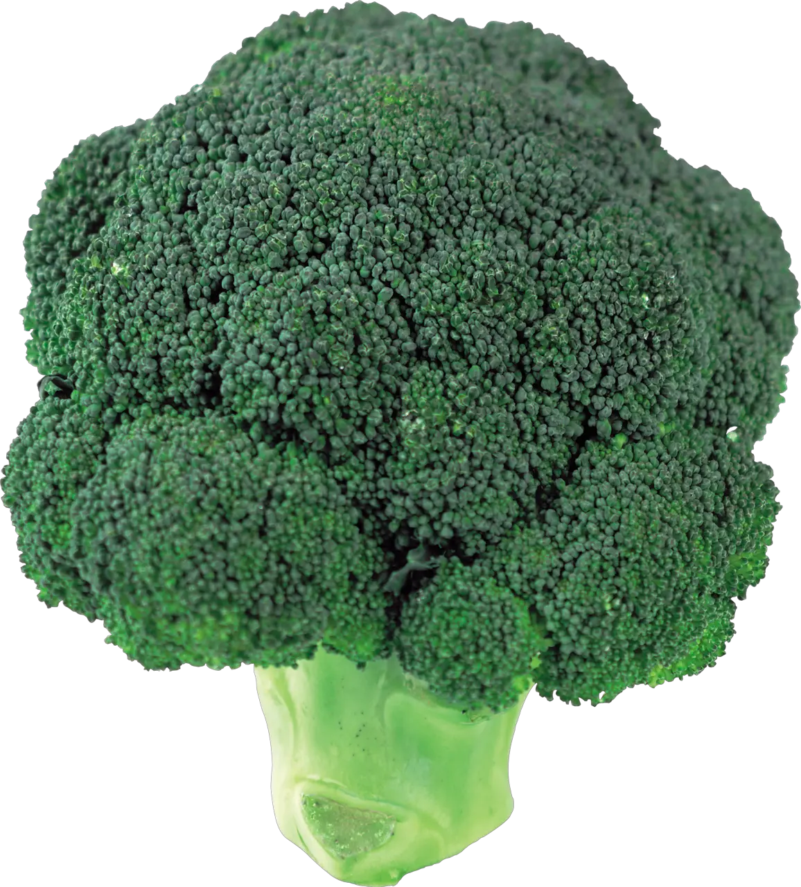 Broccoli PNG