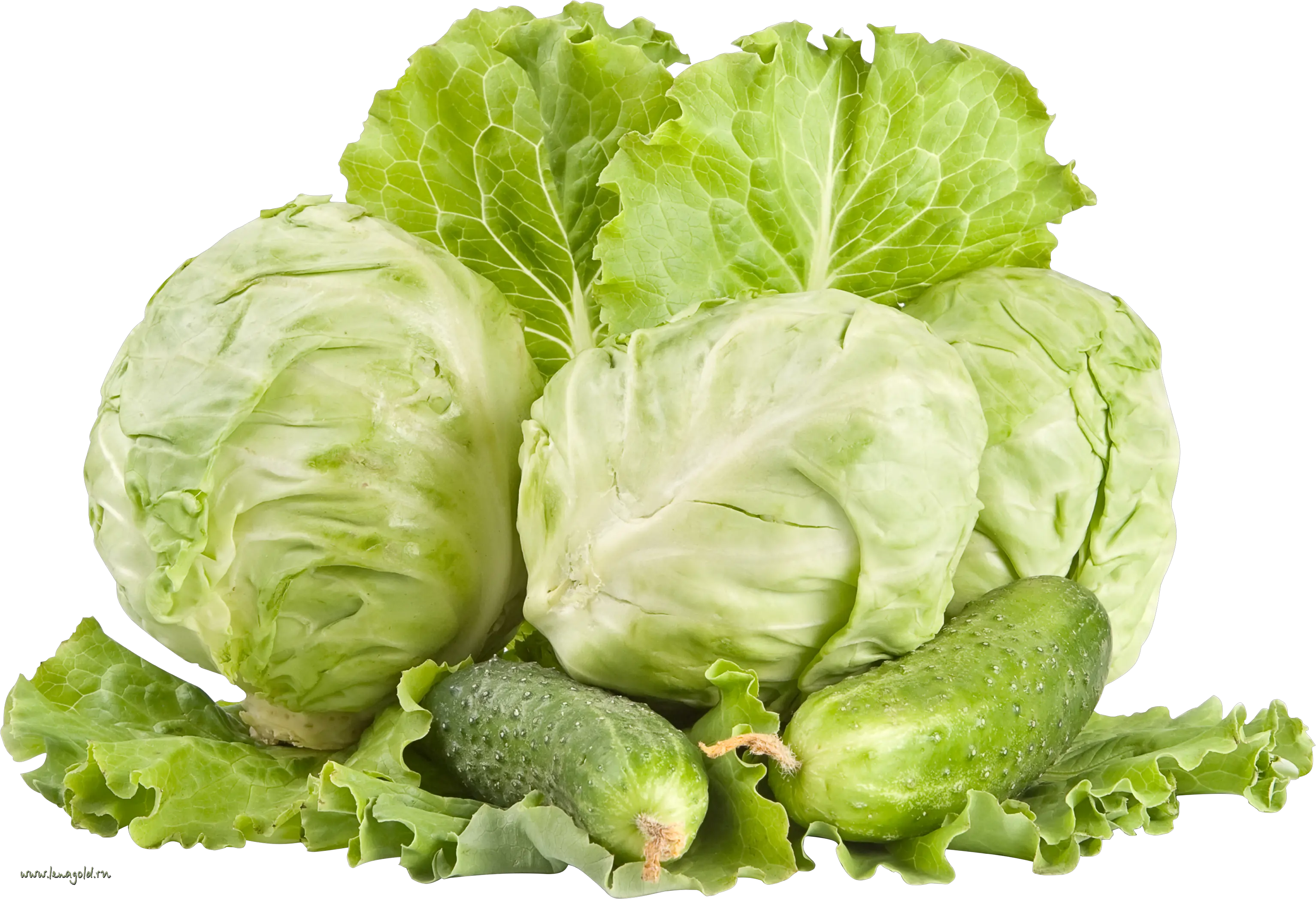 Cabbage PNG image