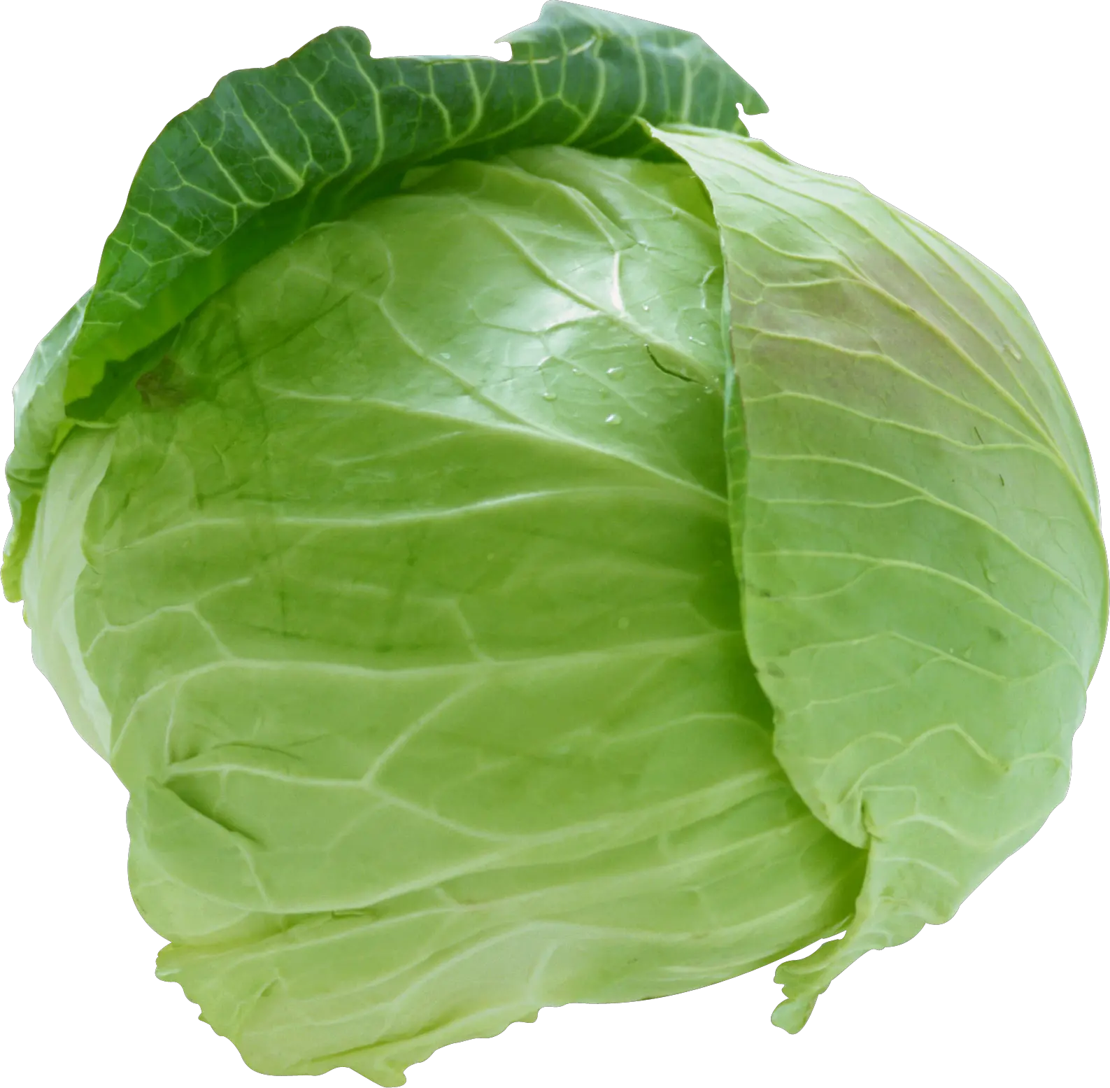 Cabbage PNG