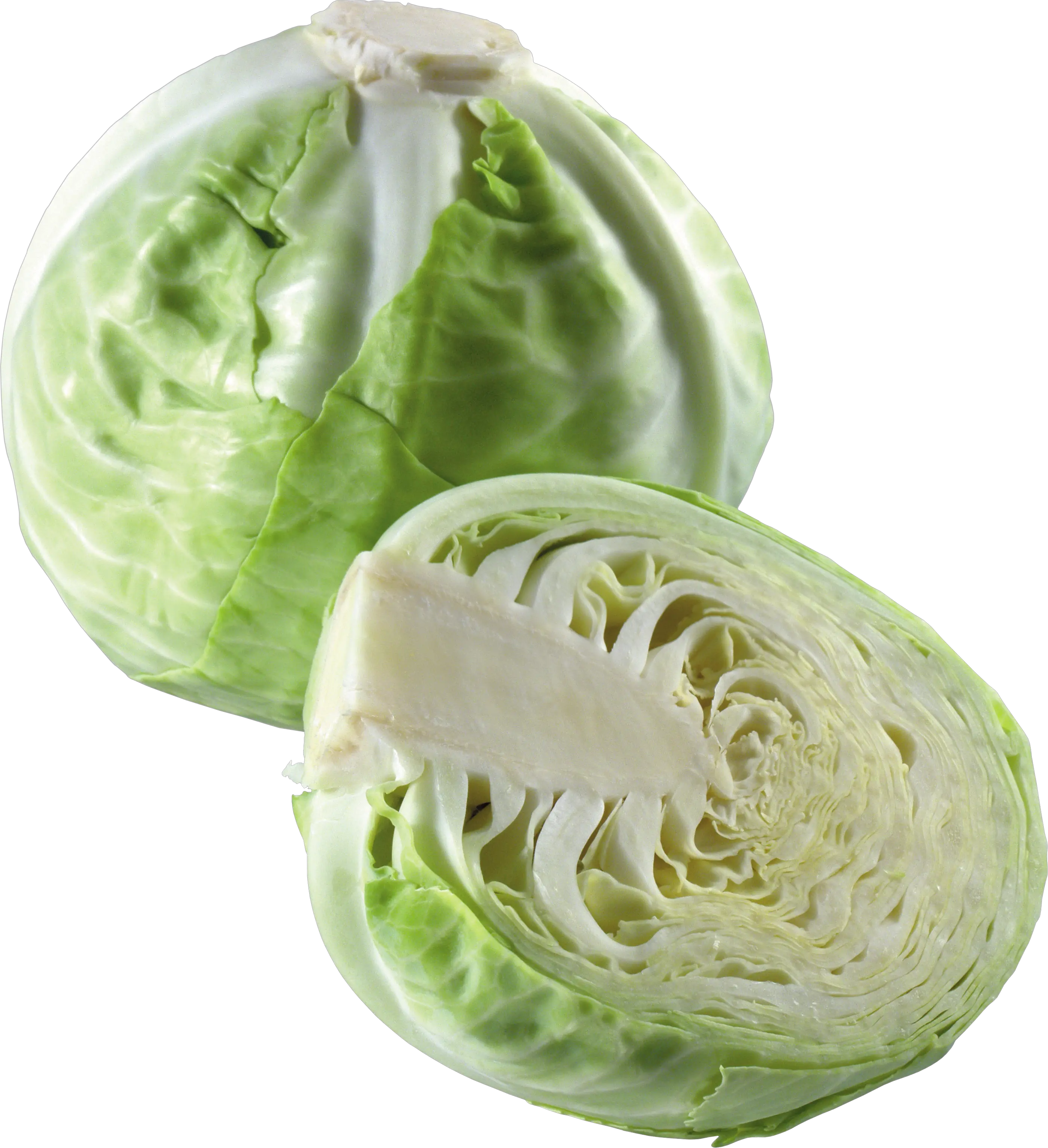 Cabbage PNG image