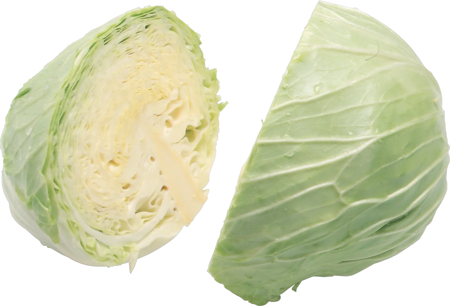 Cabbage PNG image