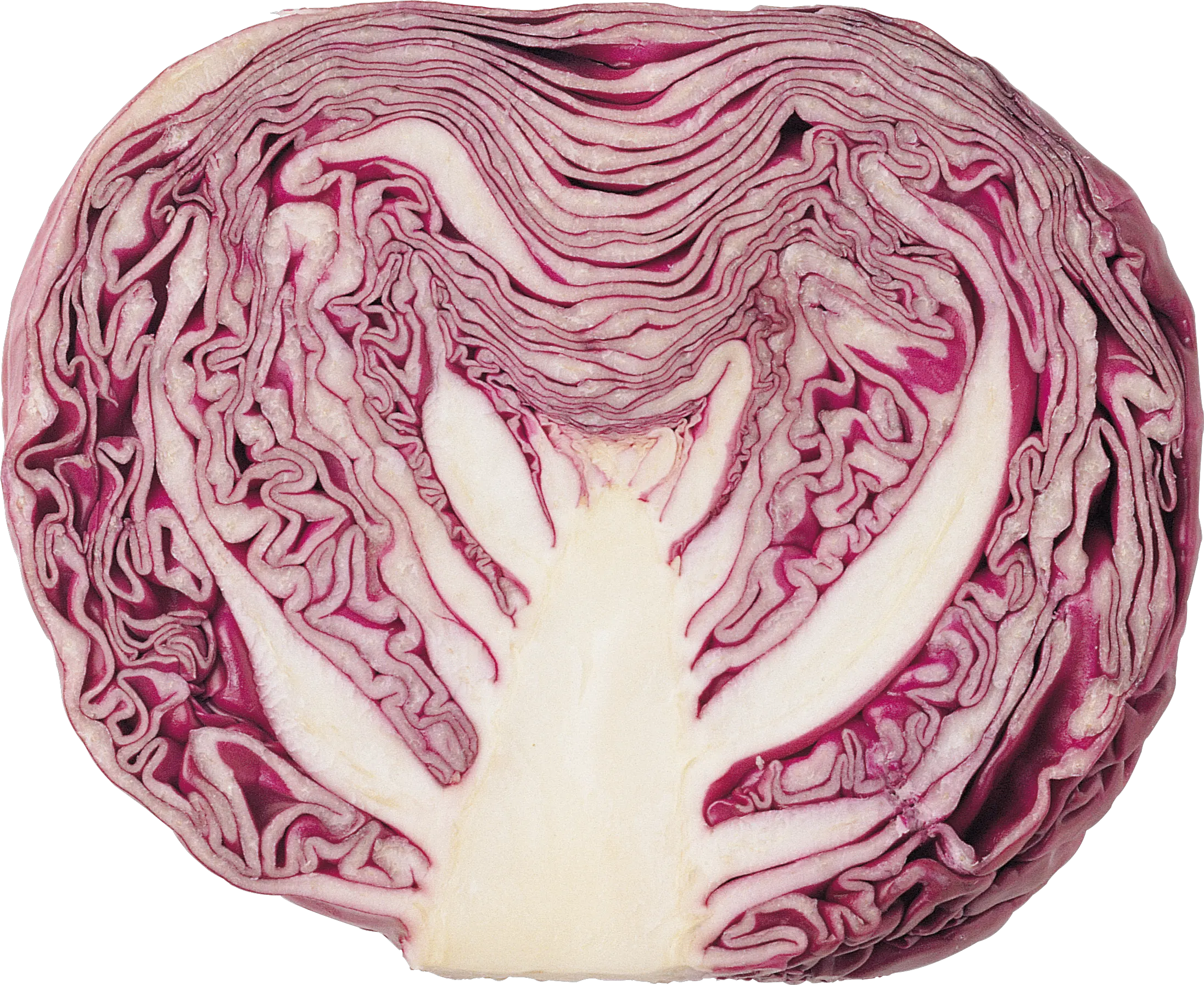 Cabbage PNG image