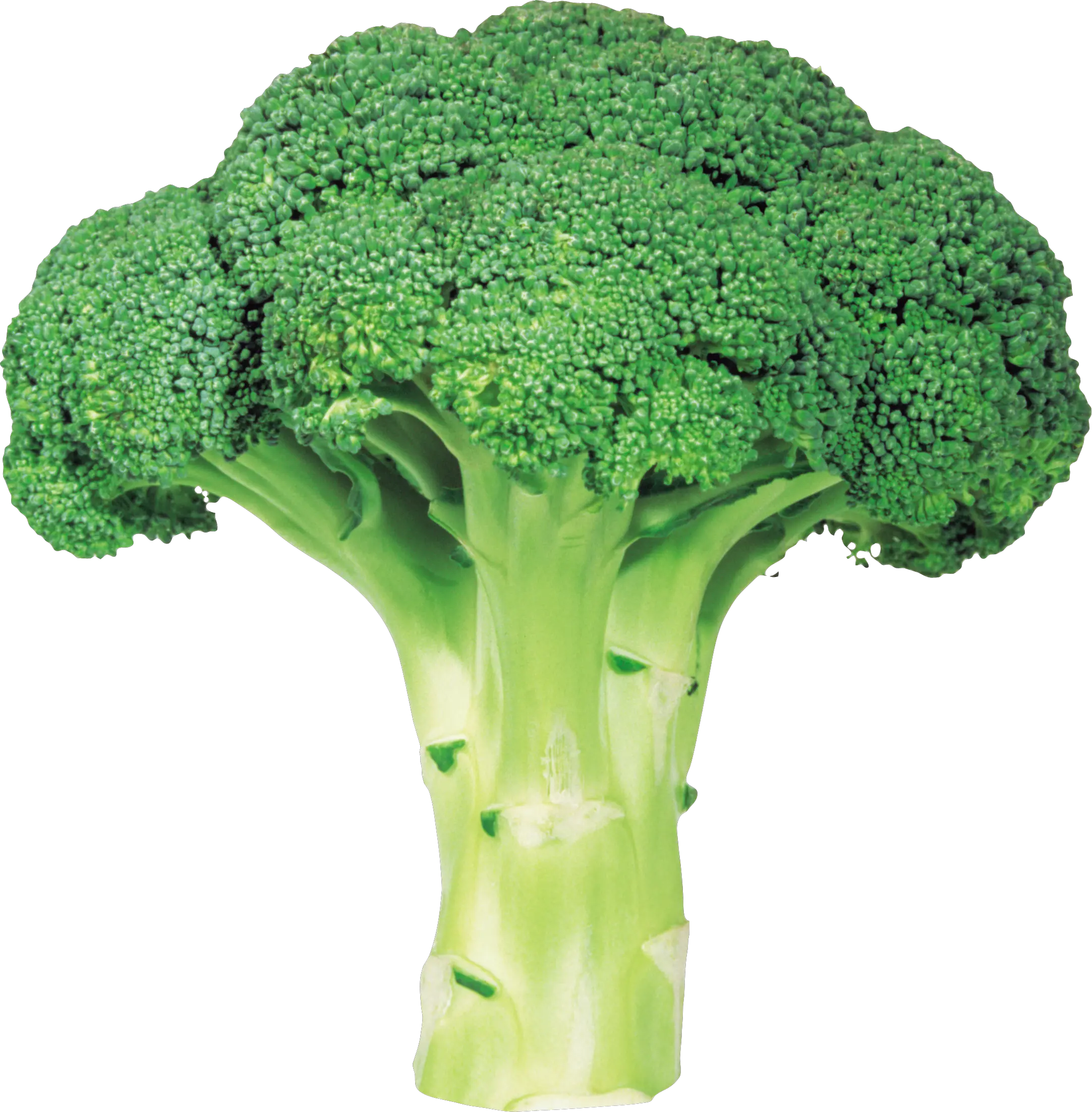 Broccoli PNG image with transparent background