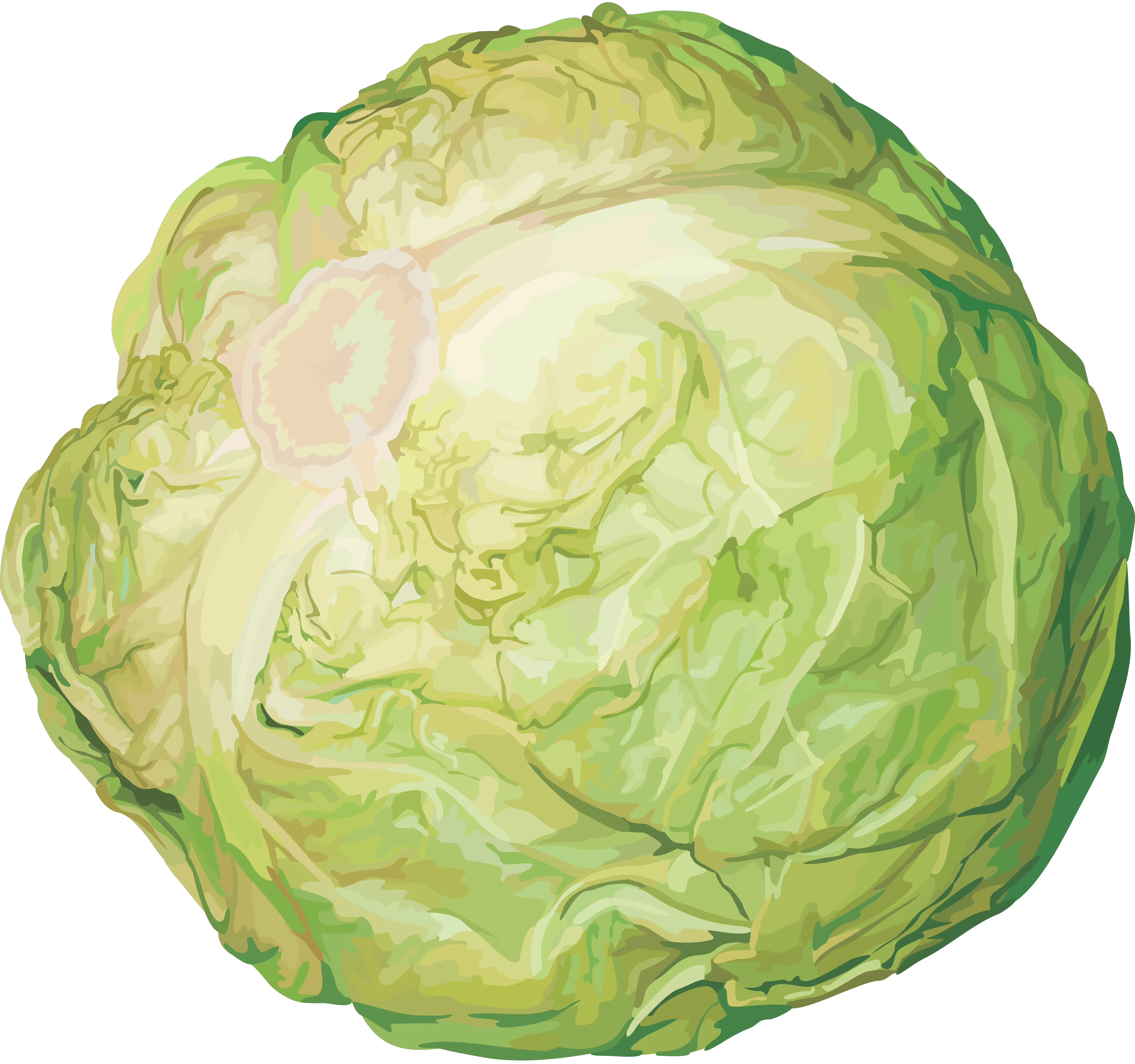 Cabbage PNG