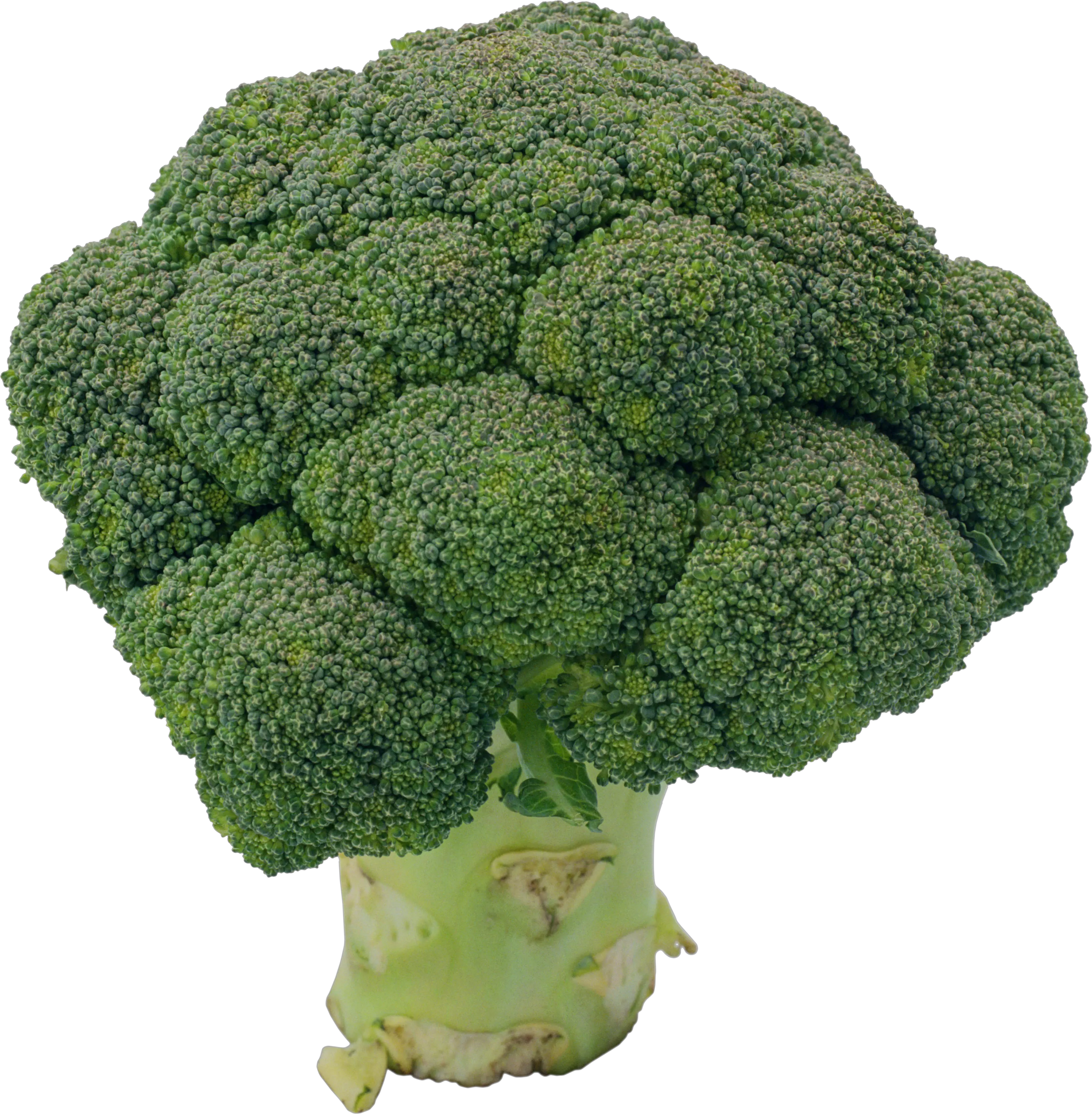 Broccoli PNG