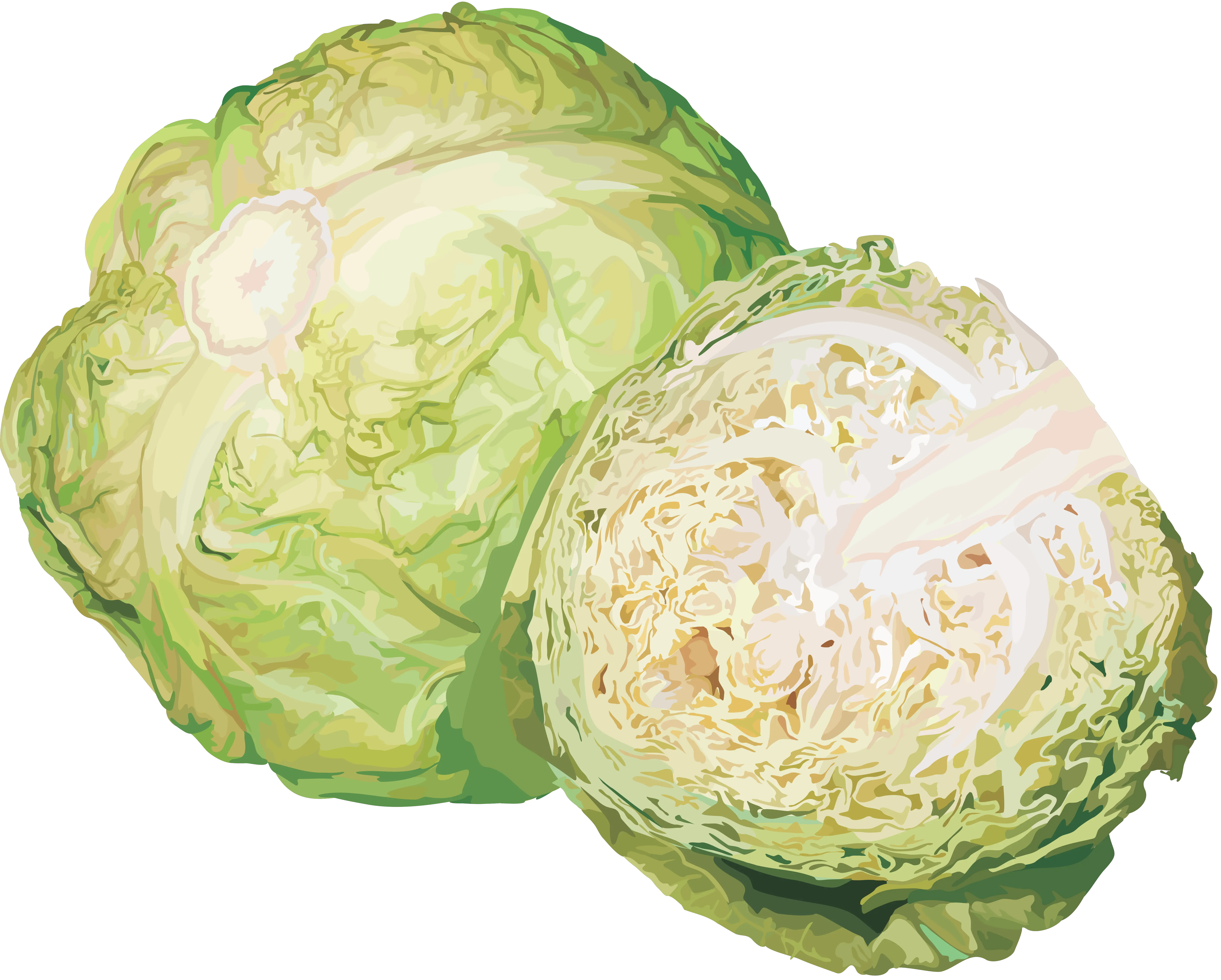 Cabbage PNG