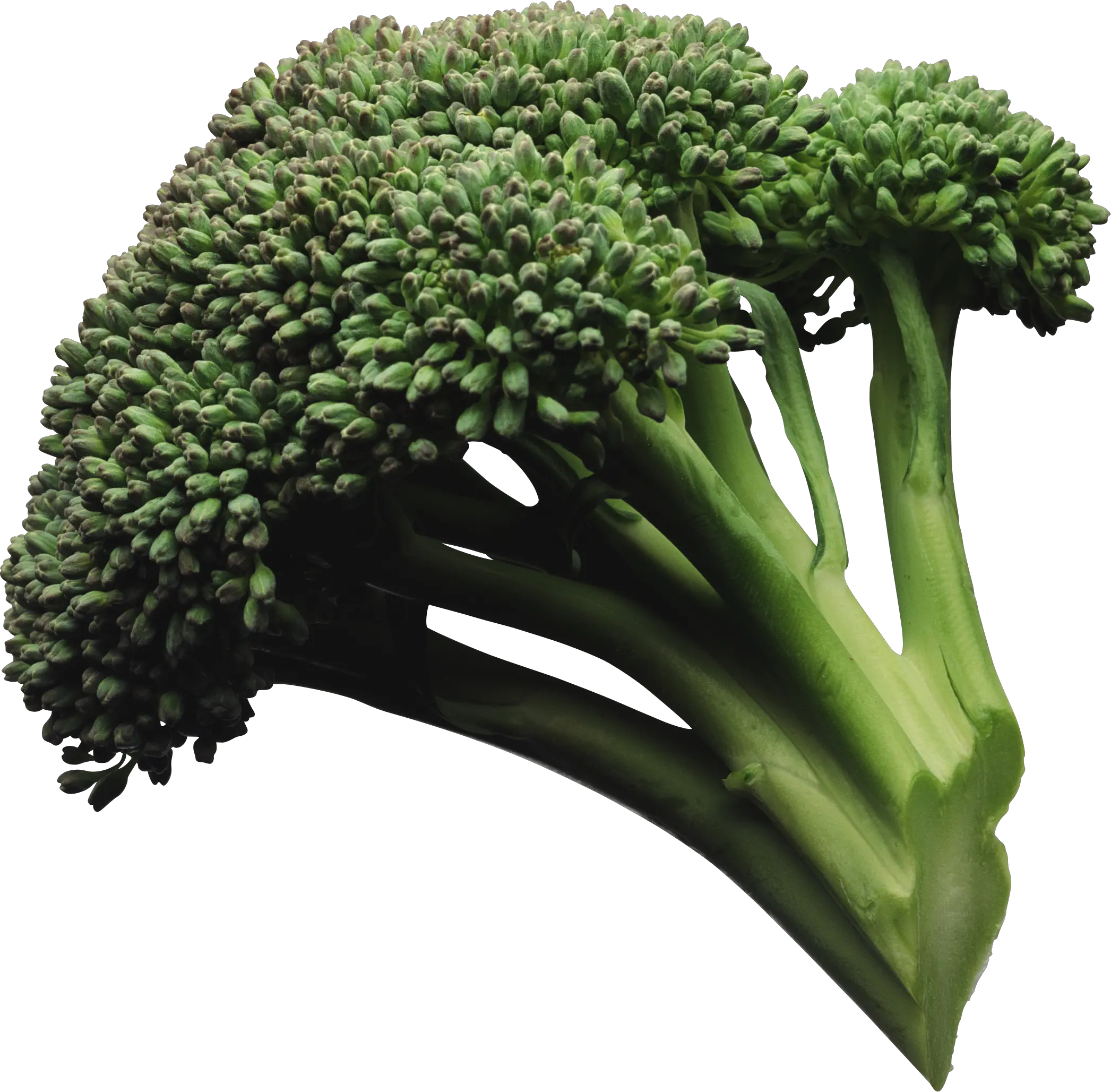 Broccoli PNG image