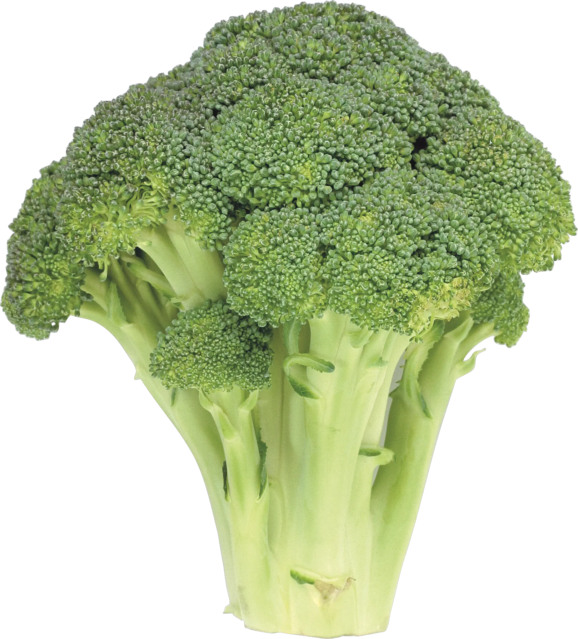 Broccoli PNG image
