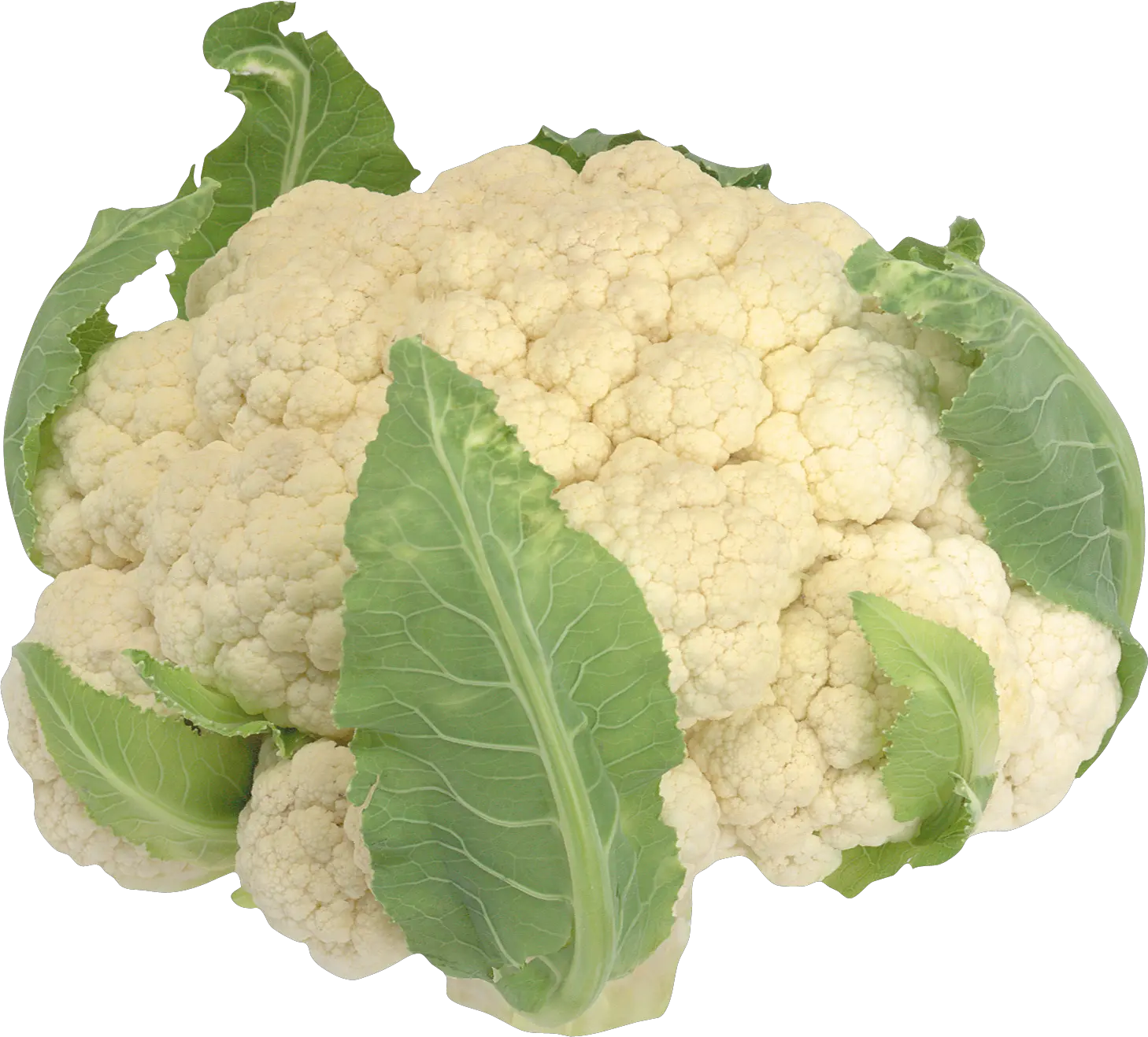 cauliflower PNG image