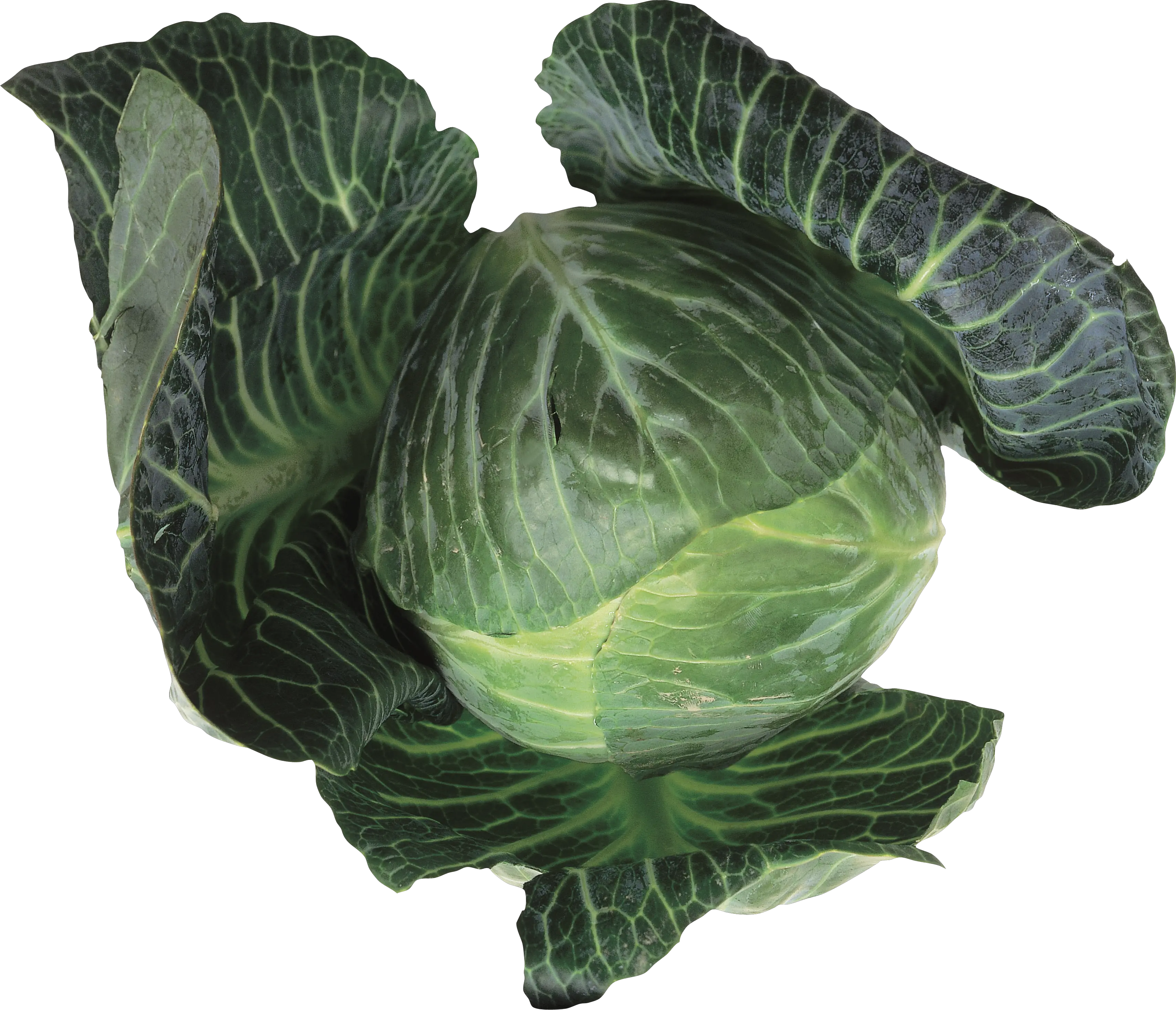 Cabbage PNG
