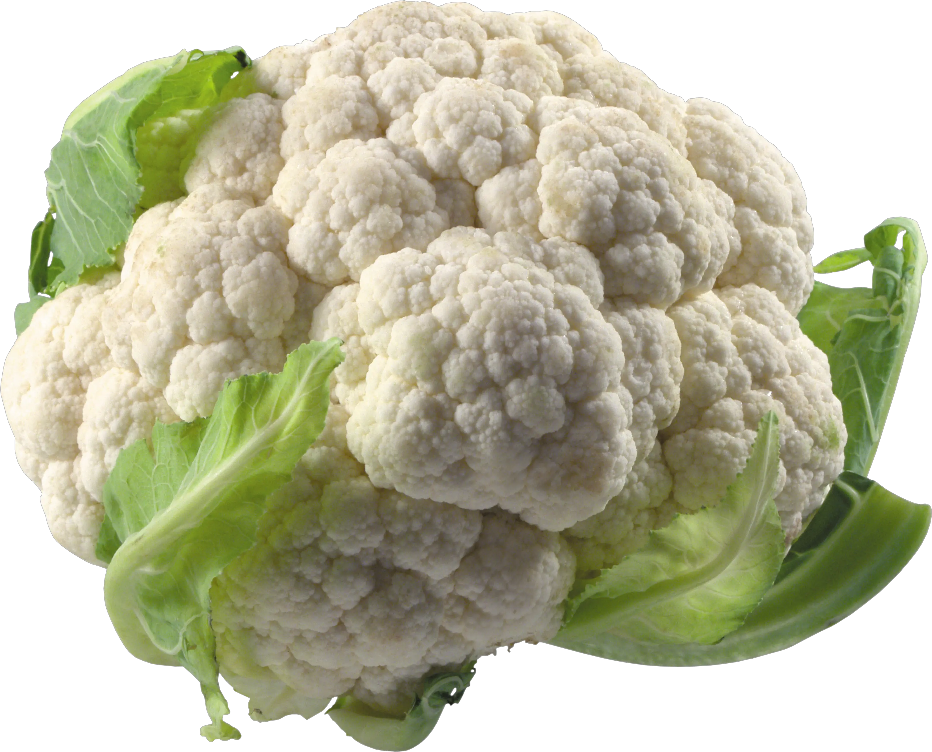 Cabbage PNG image