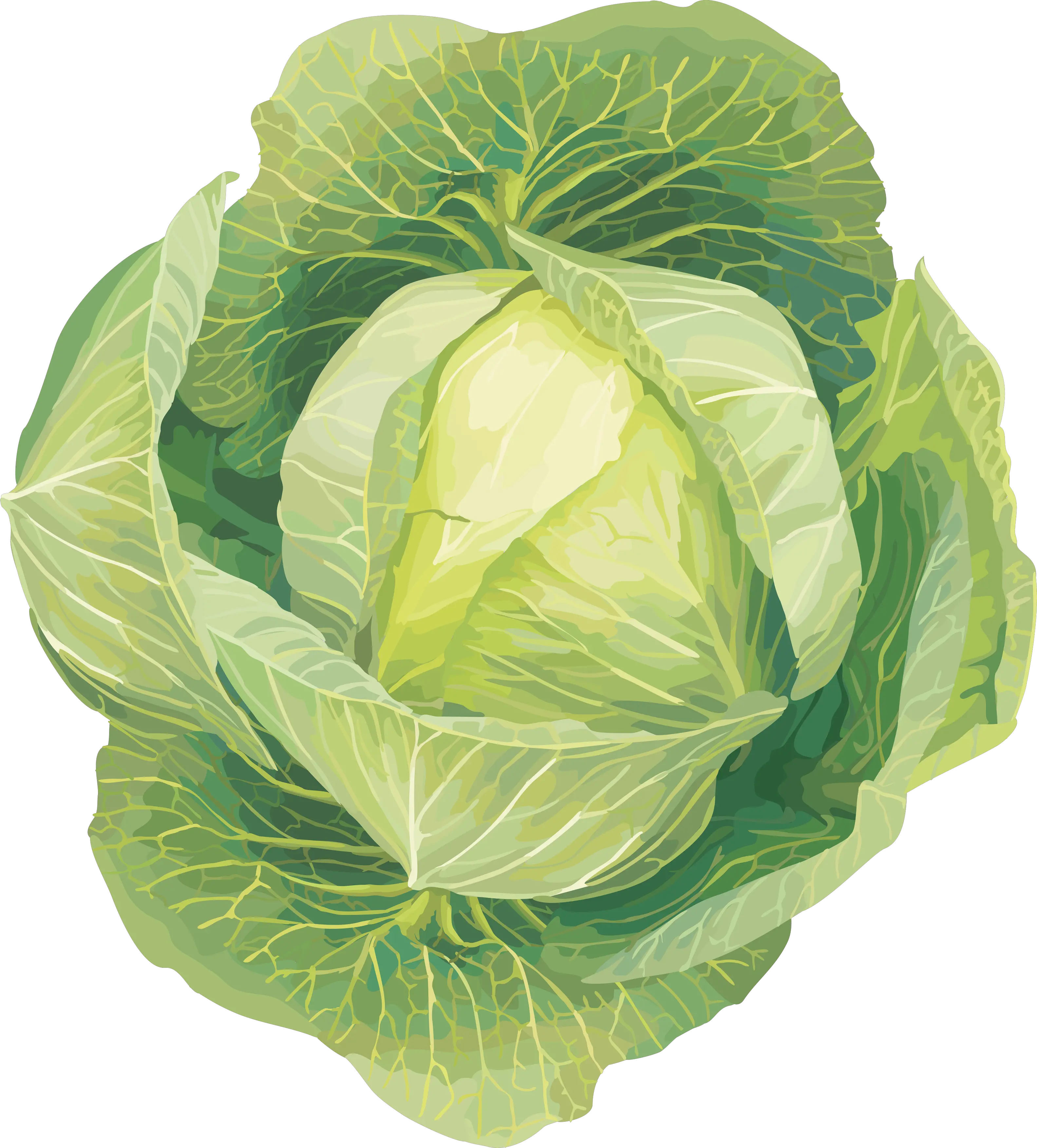 Cabbage PNG image