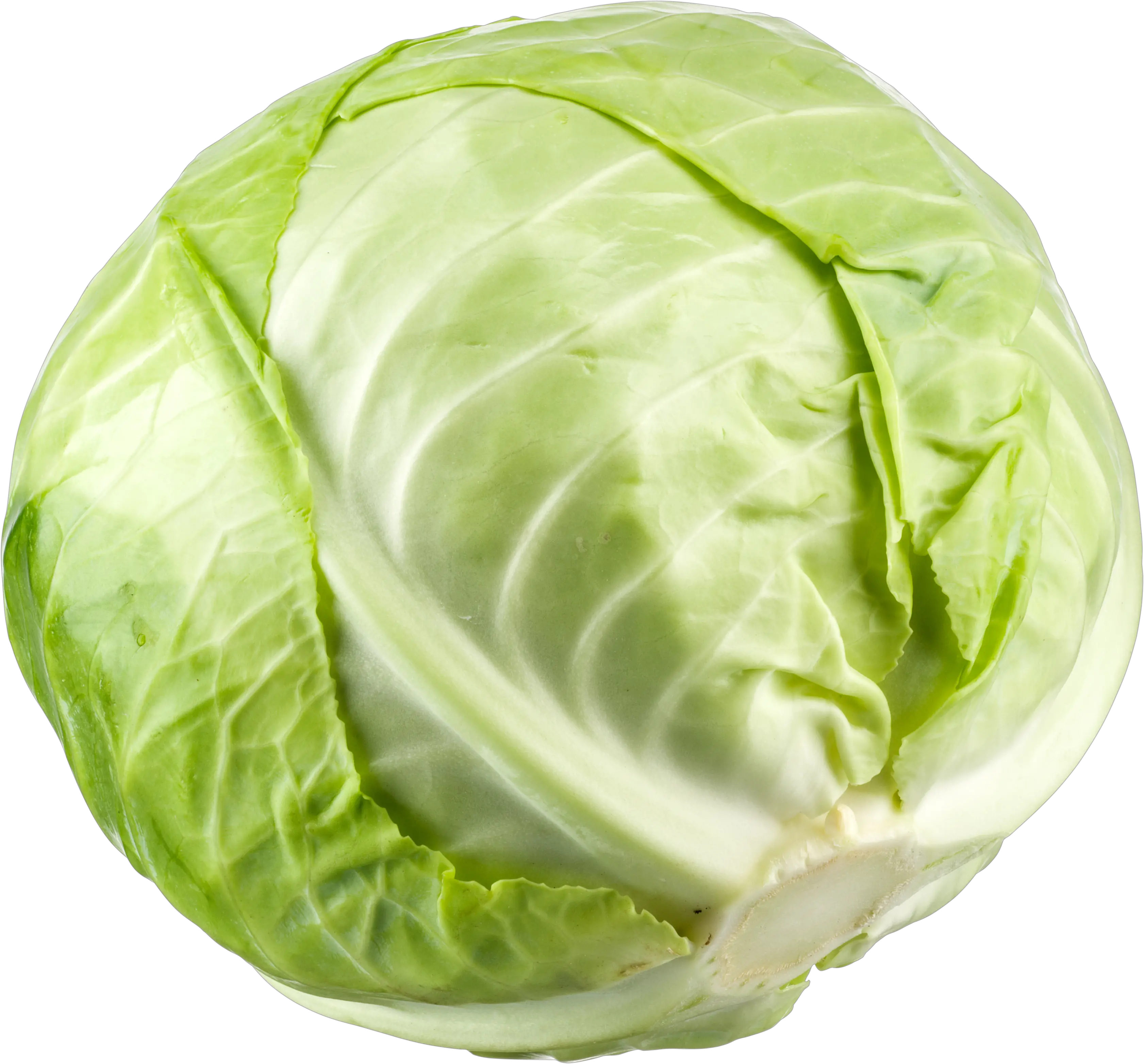 Cabbage PNG