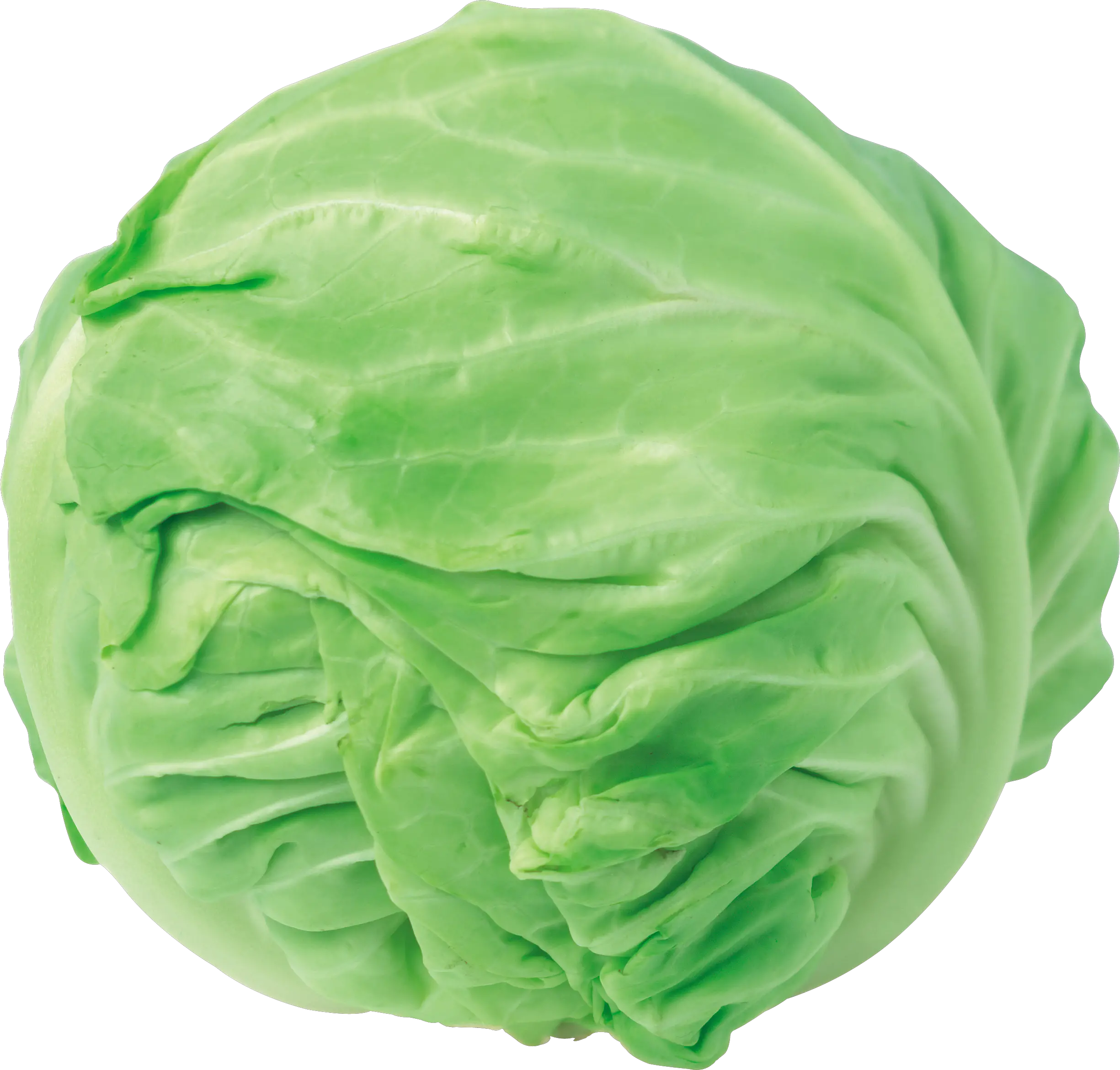 Cabbage PNG image