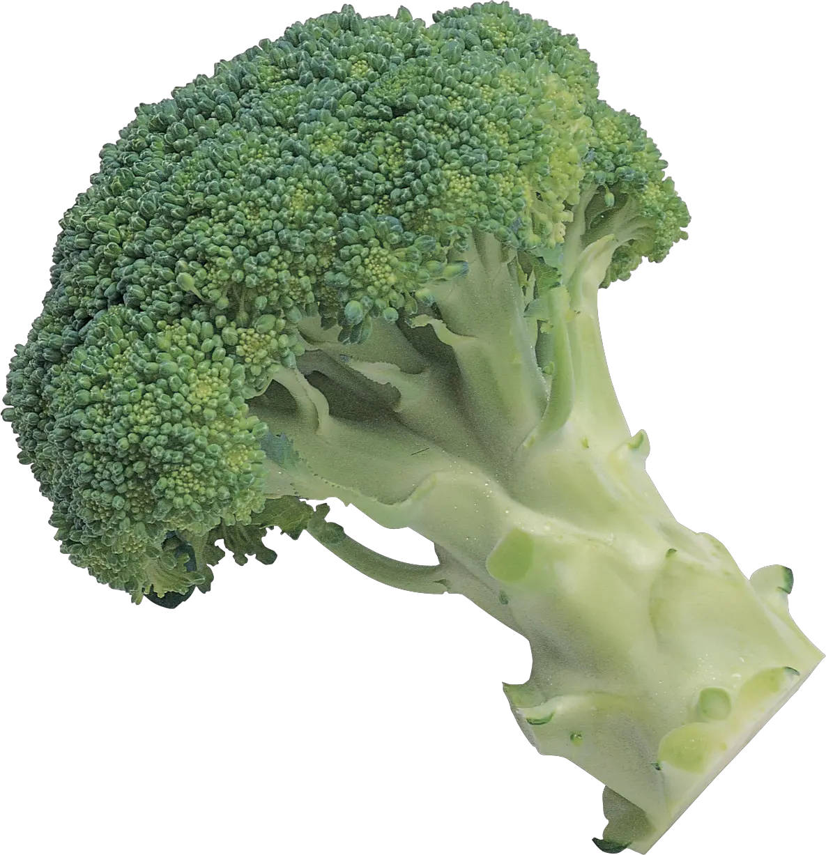 Broccoli PNG image