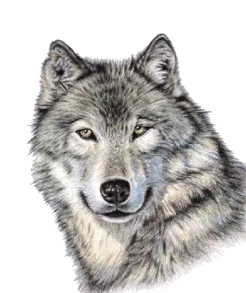 Wolf PNG