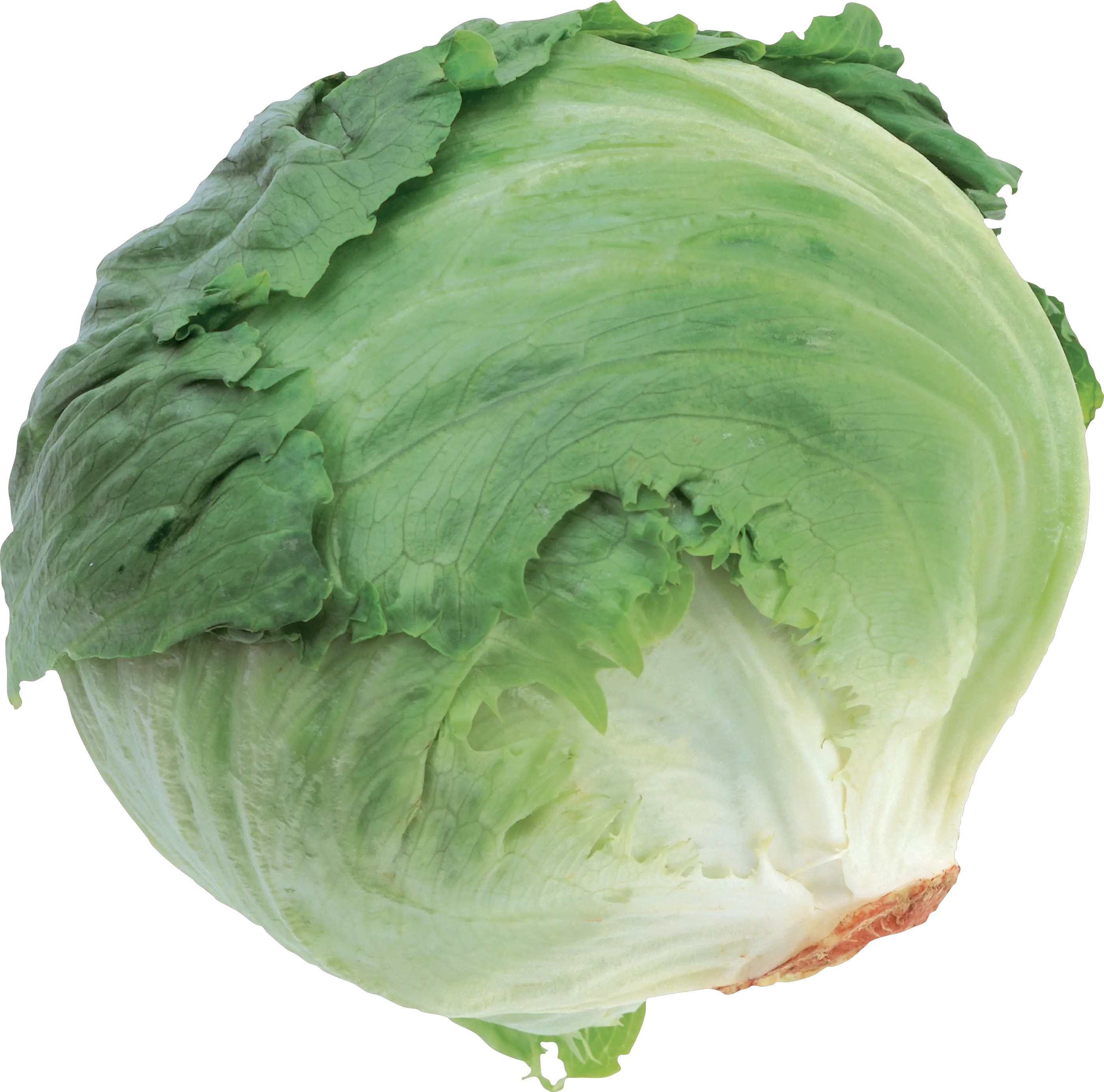 Cabbage PNG