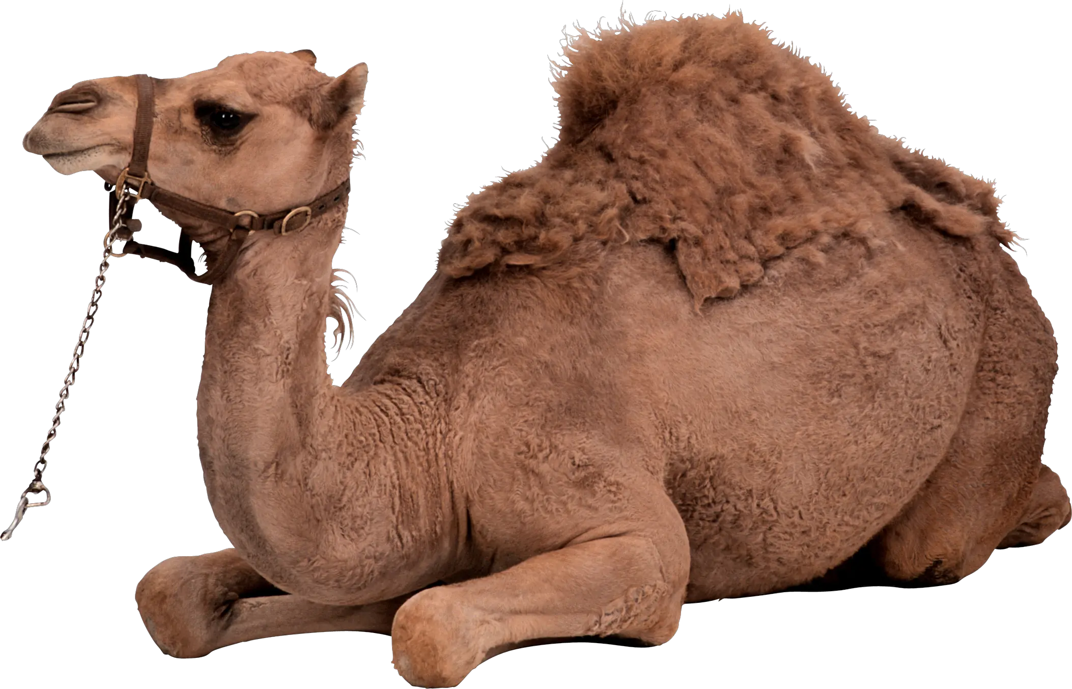 Camel PNG