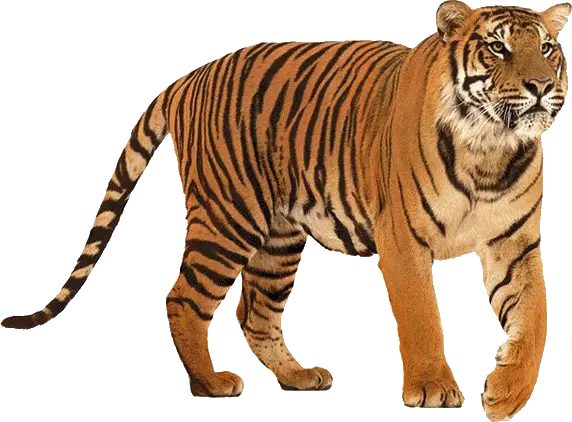 Tiger PNG