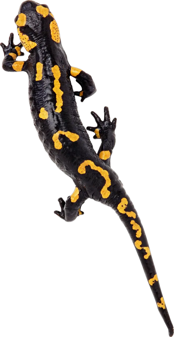 Gecko PNG