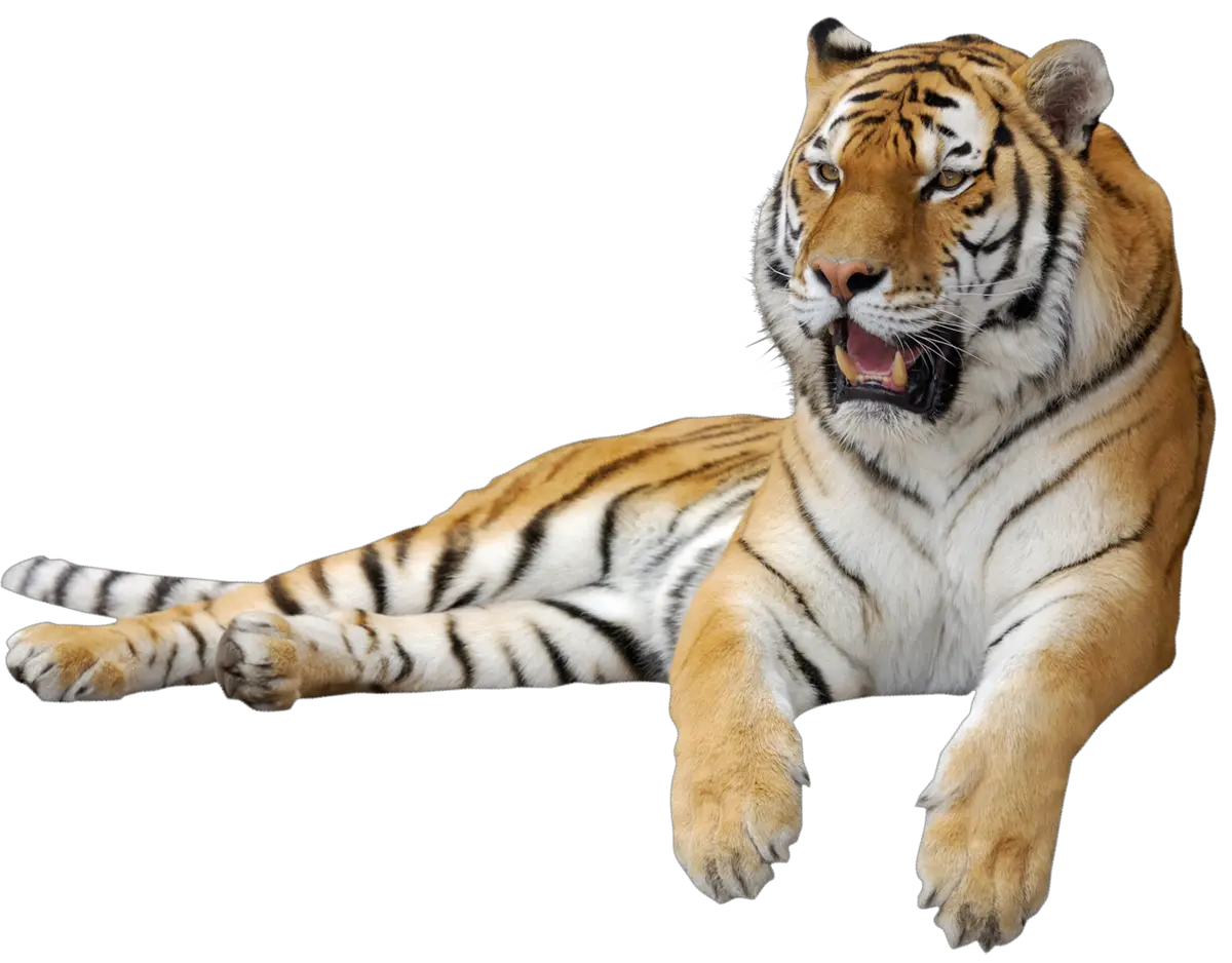 Tiger PNG