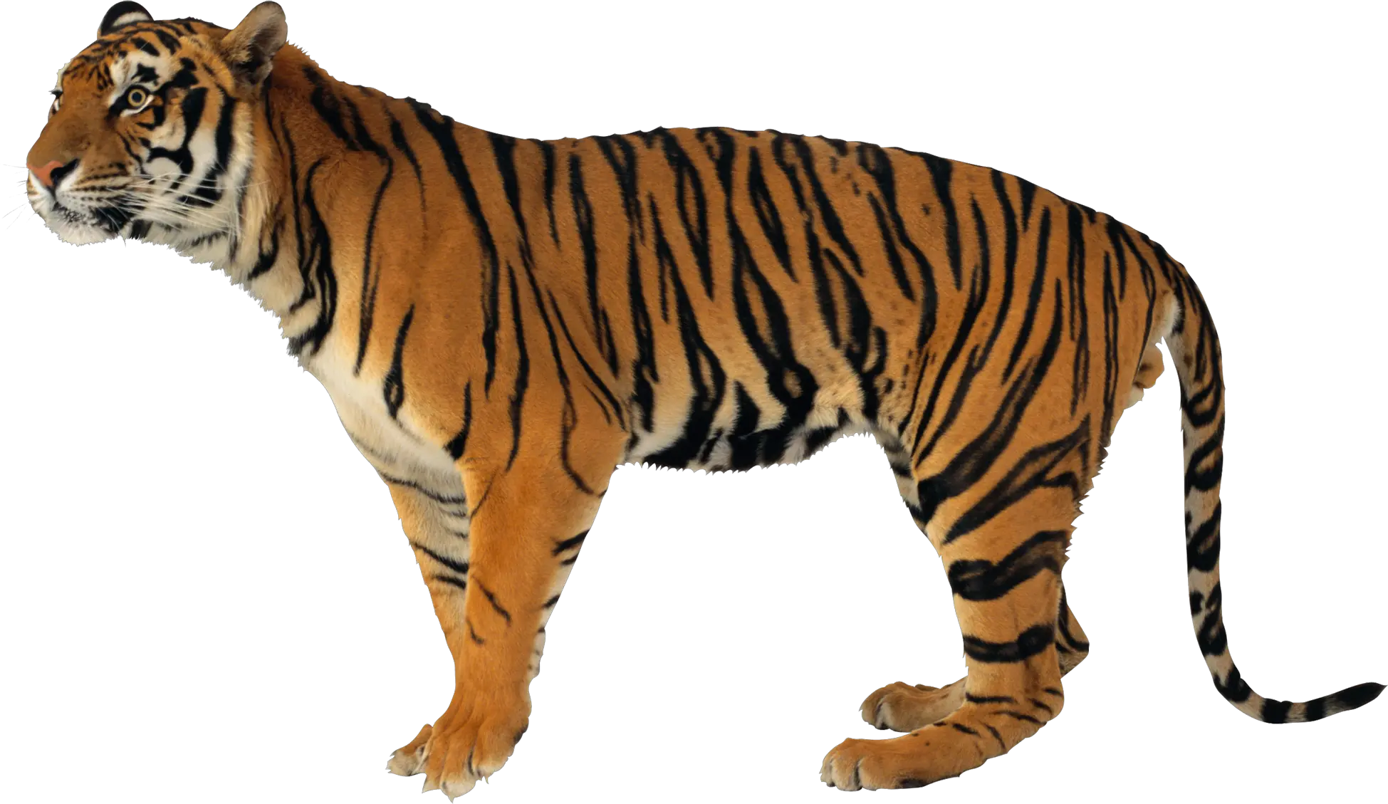 Tiger PNG